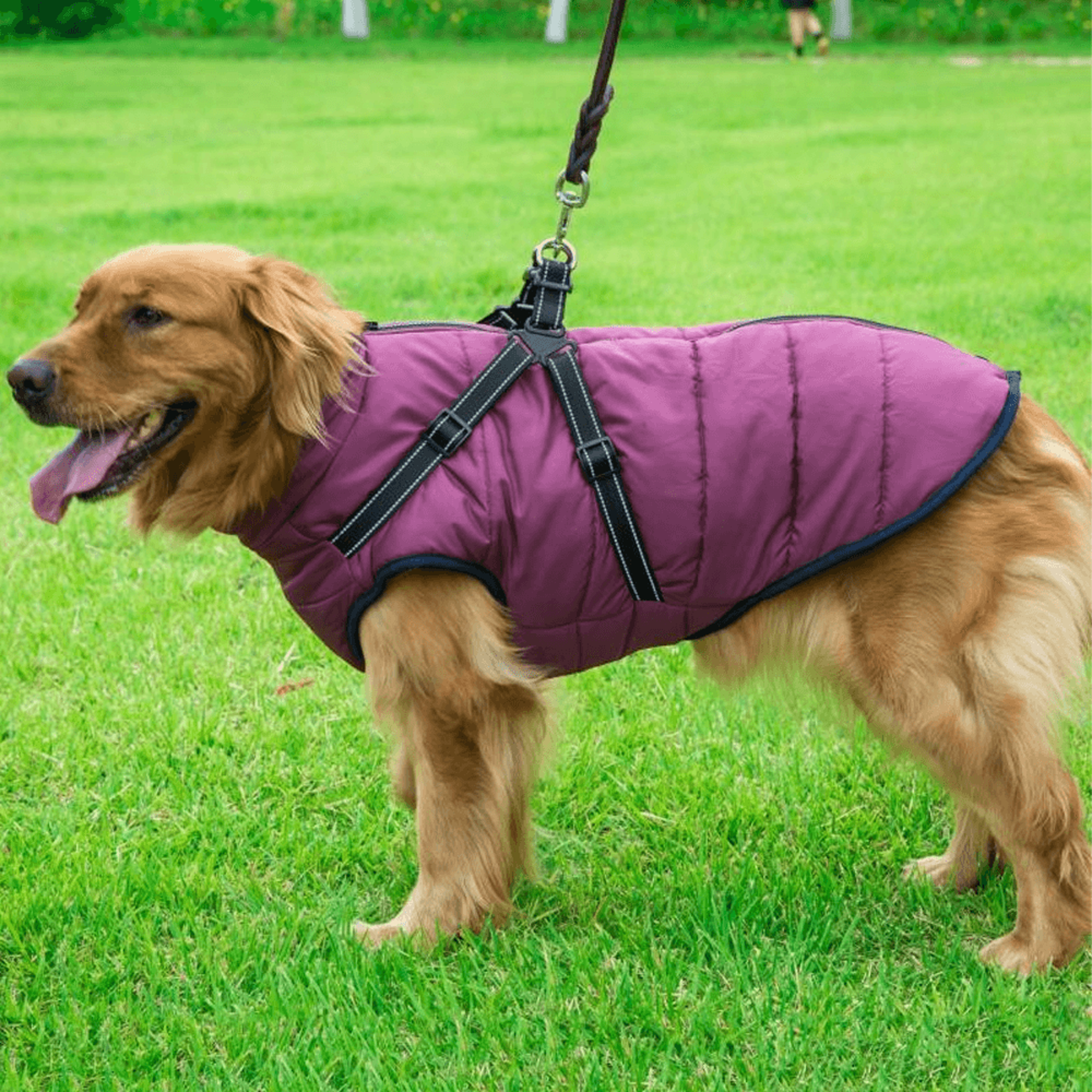 Waterproof Dog Jacket with Harness – view 10
