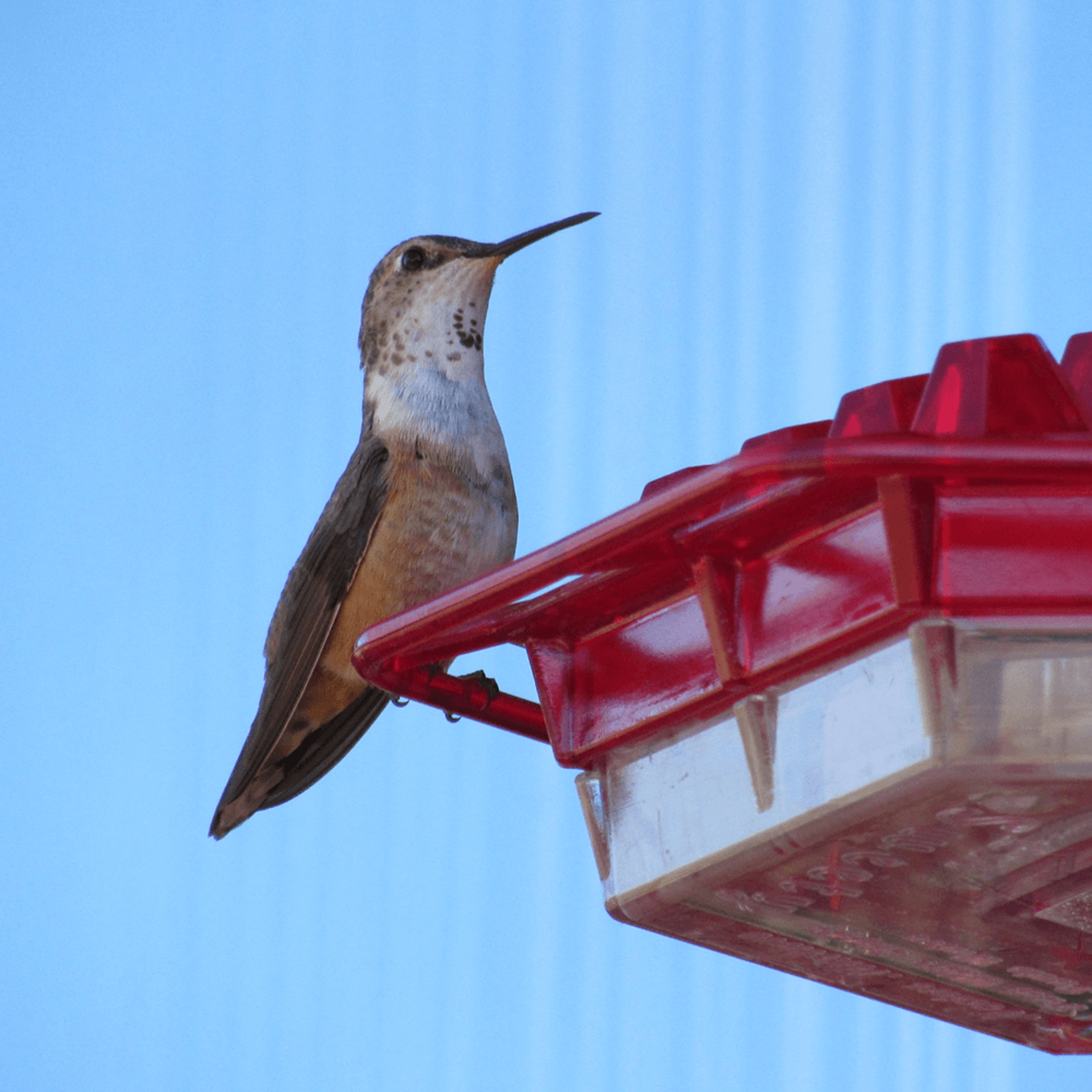 Ant Proof Hummingbird Feeder | Mary's Hummingbird Feeder with 30 Tubes | Mary's Sweety Hummingbird Feeder – view 6