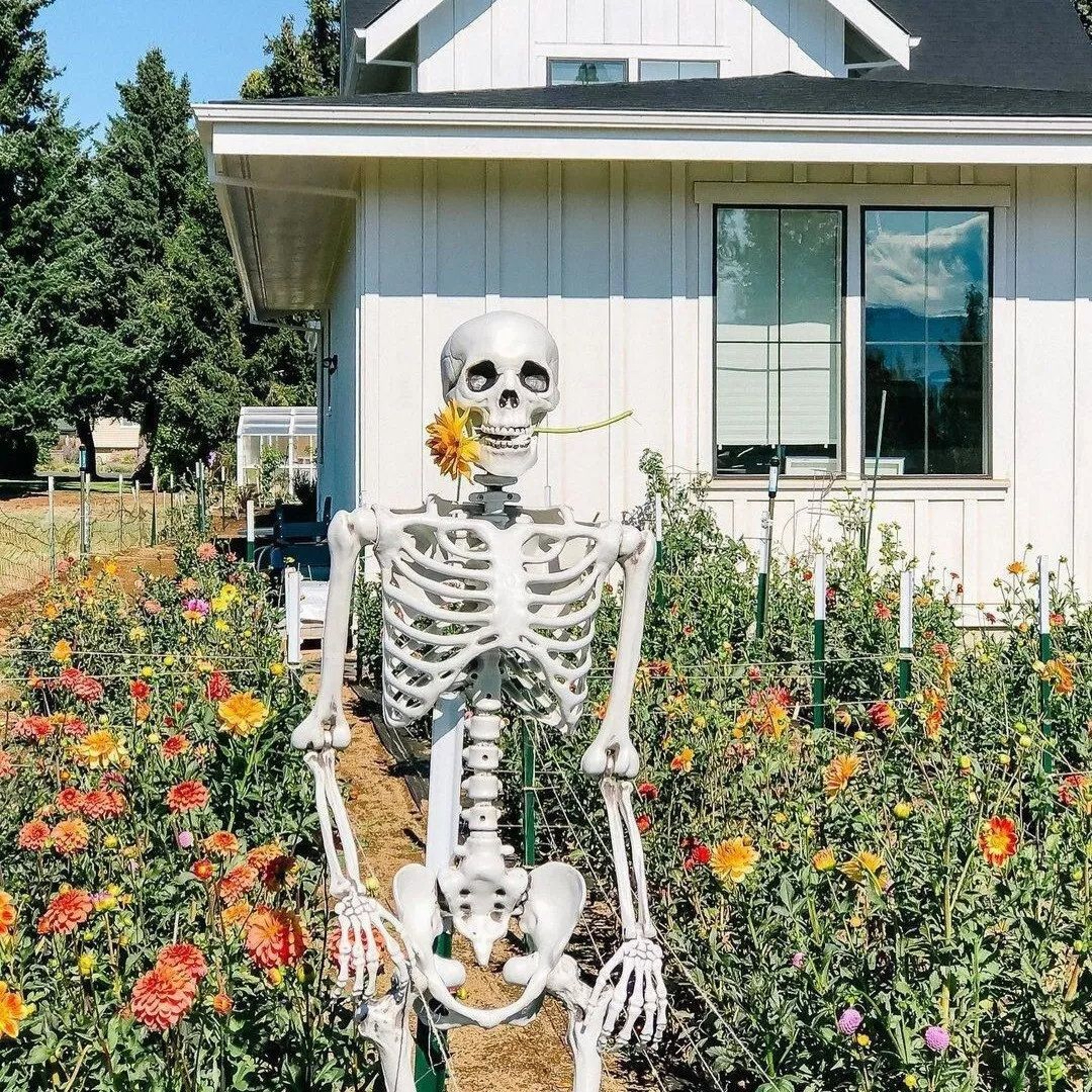 Halloween Skeleton Decoration With Posable Joints And Full Body Design 1
