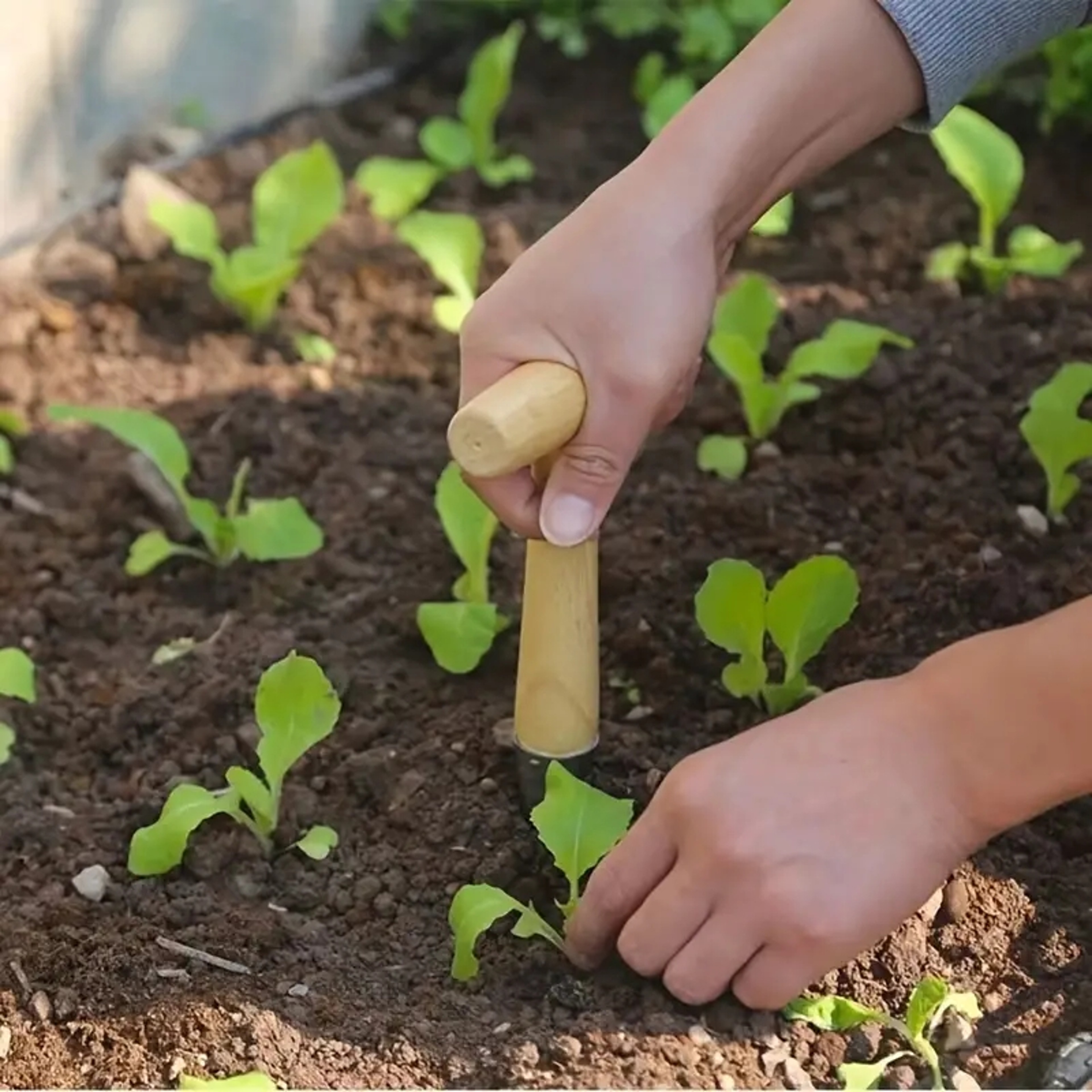 Premium Garden Dibber Wooden Handle Seed Planting Tool for Bulbs, Seedlings & Garden Transplanting – view 3