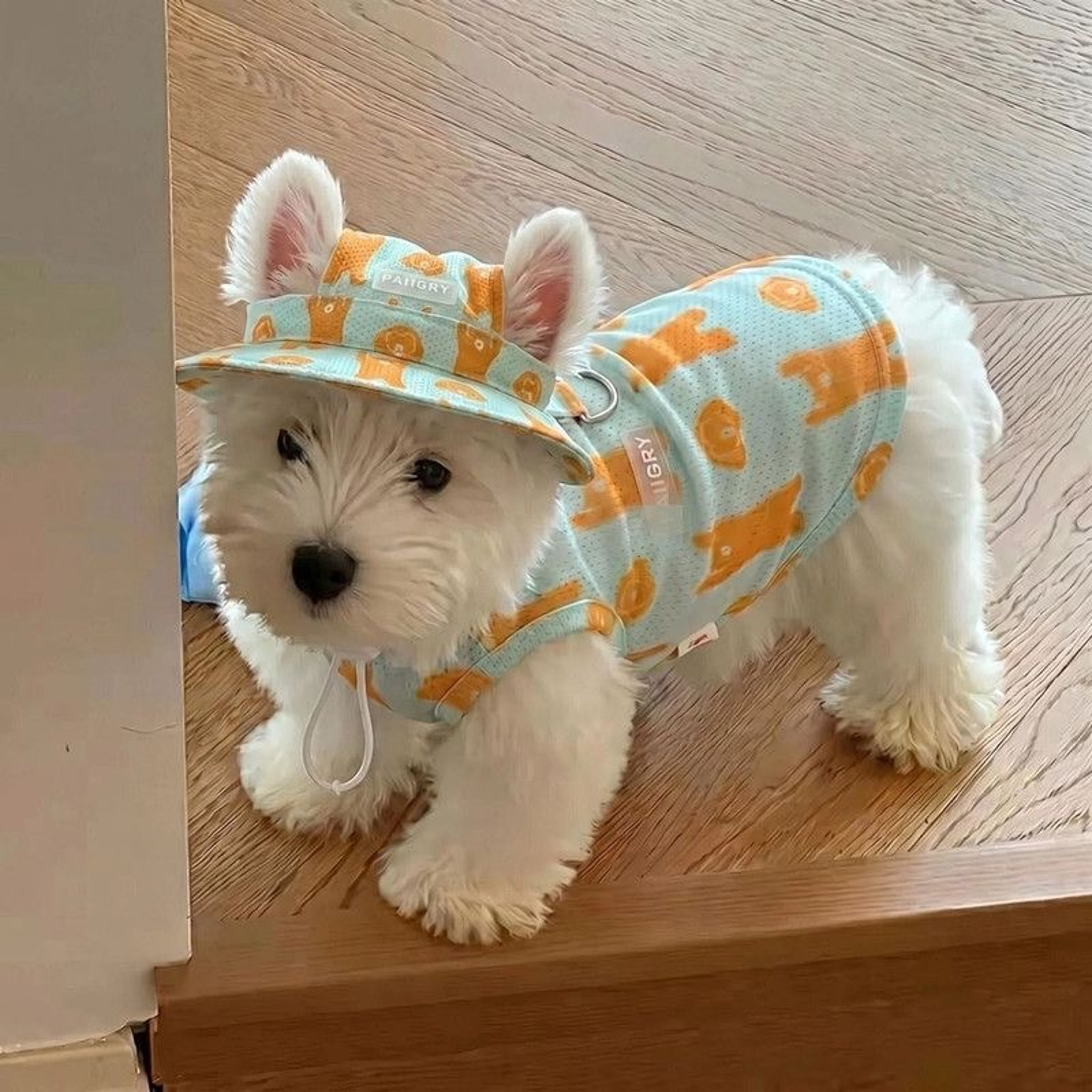 Summer Dog Cooling Clothes Set with Breathable Vest & Sun Hat for Small and Medium Dogs – view 1