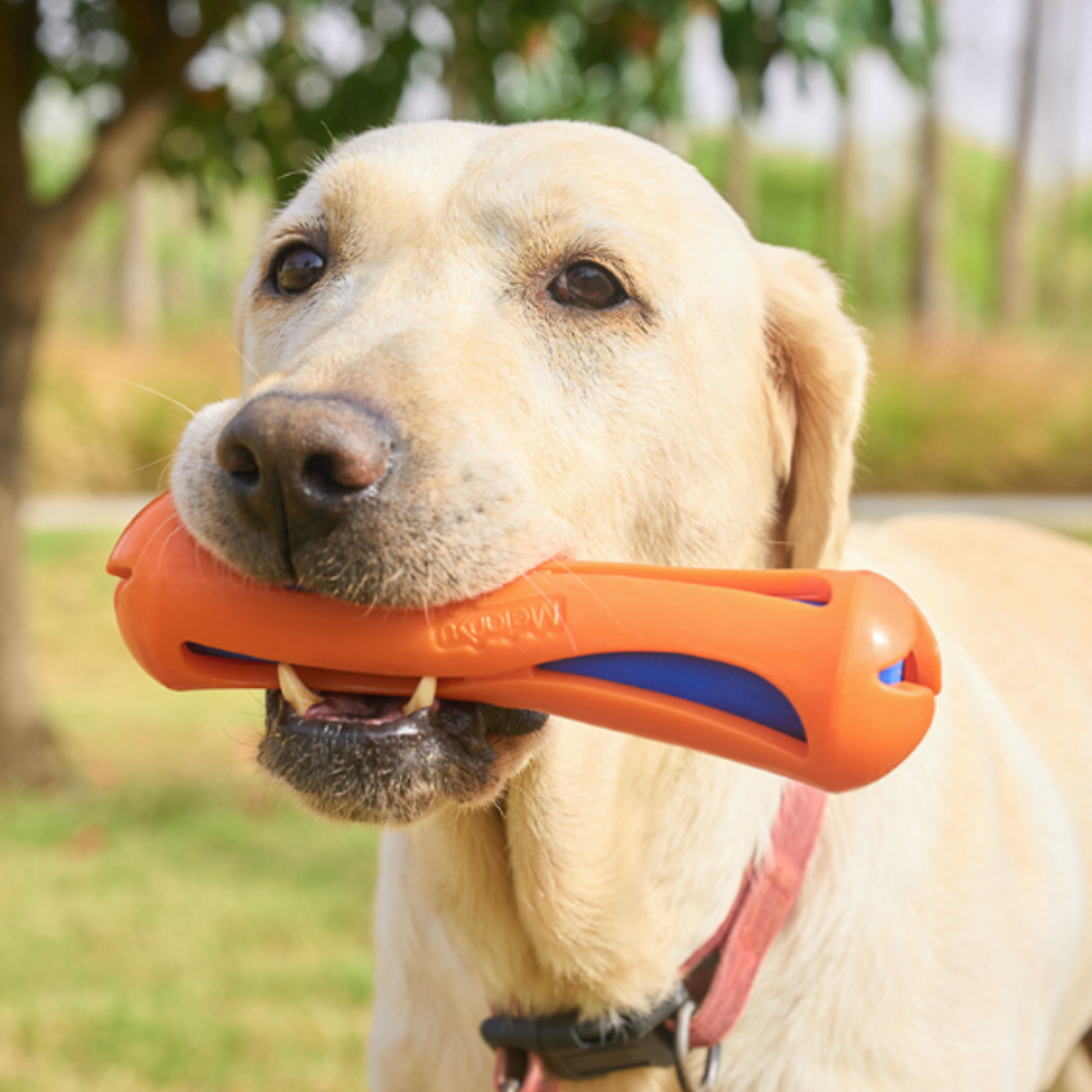 Floating Dog Water Toy Stick Interactive Dog Fetch Toy for Swimming, Training & Chewing – view 4