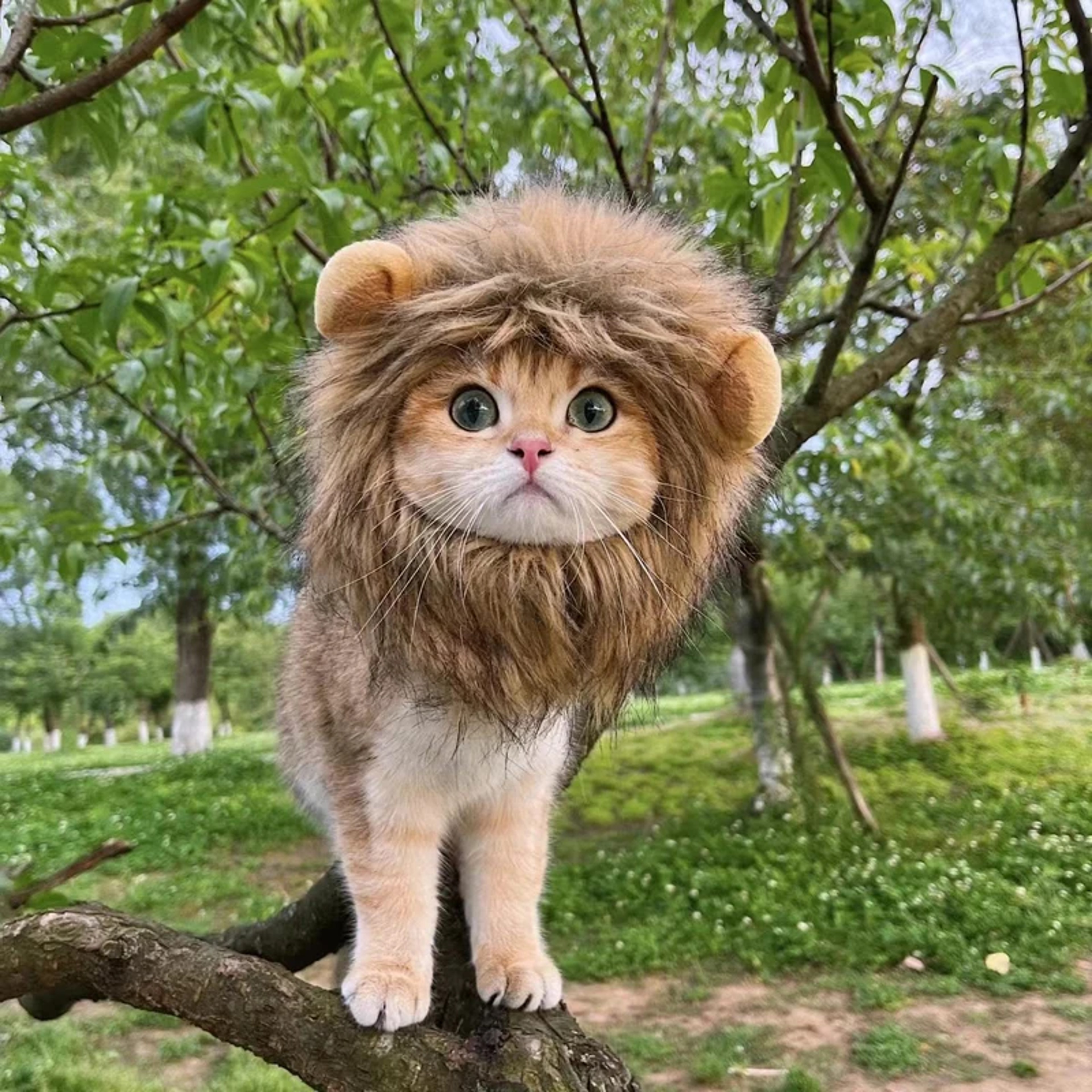 Funny Pets Clothes Hat Cute Cat Wig Lion Mane Costume for Cats & Dogs Cosplay Party Accessories with Ears – view 5