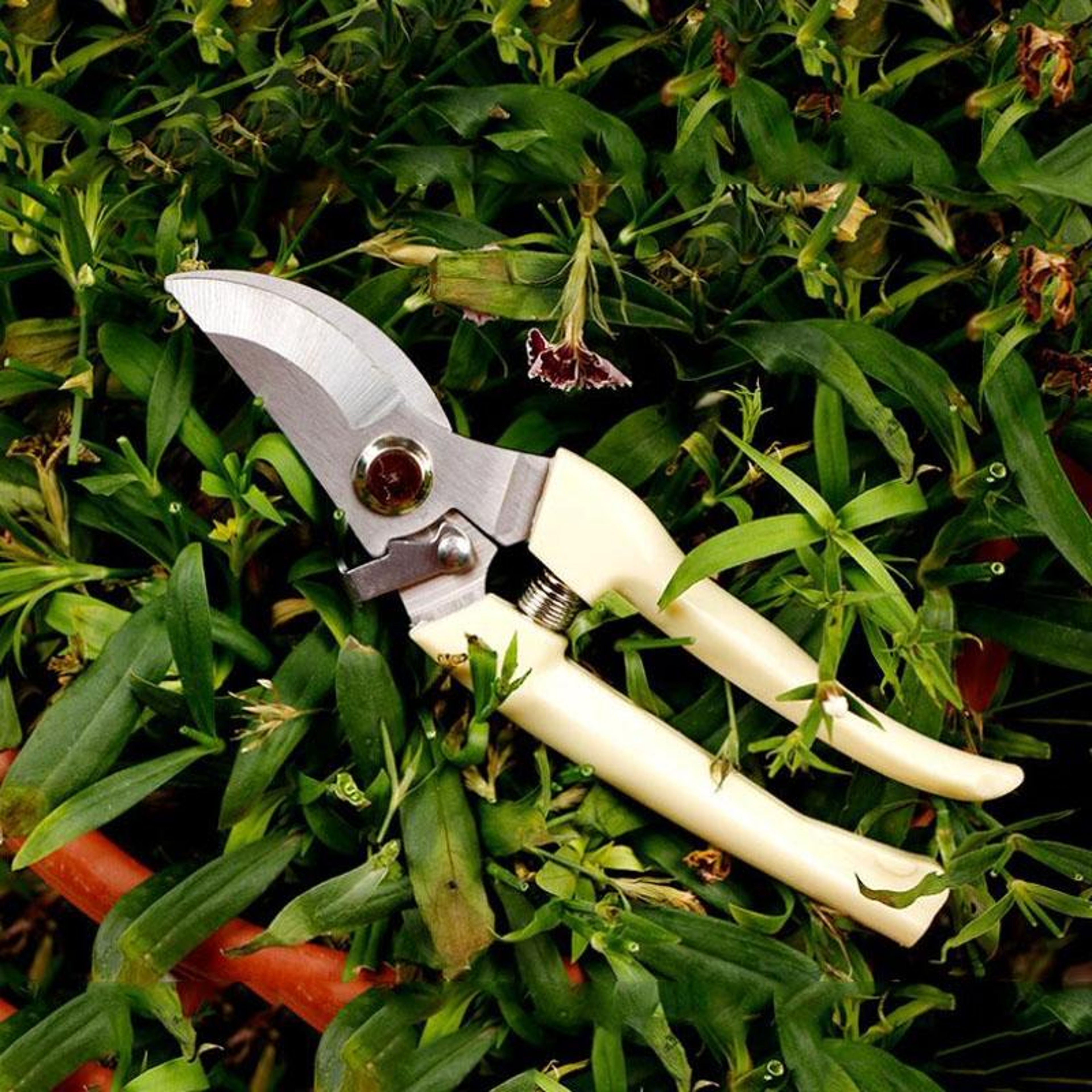 PrecisionCut Stainless Steel Pruning Shears For Fruit Trees  Garden Branch Trimming 3