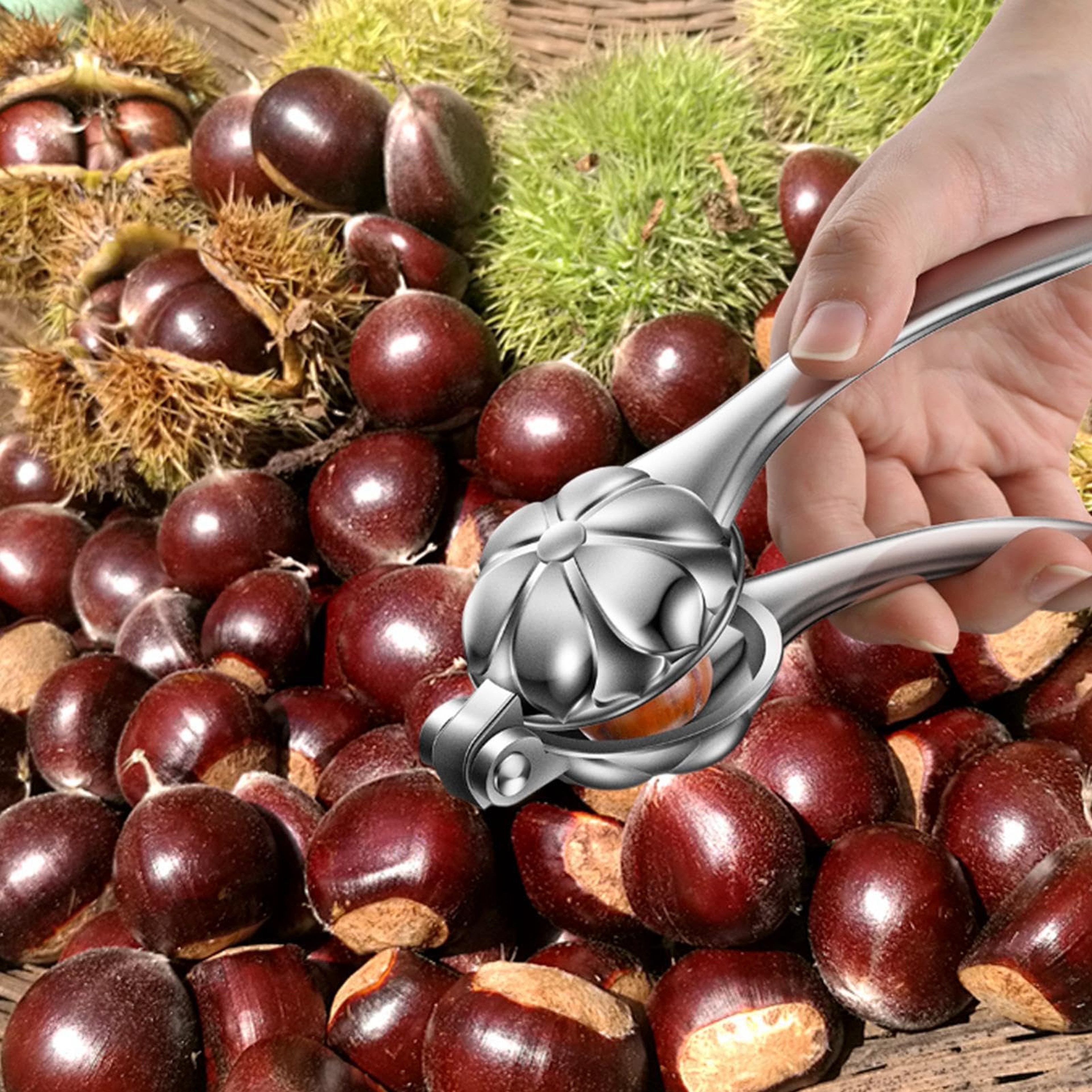 Easy Press Chestnut Cracker And Nut Cracker Tool For Walnuts Pecans And Chestnuts 3