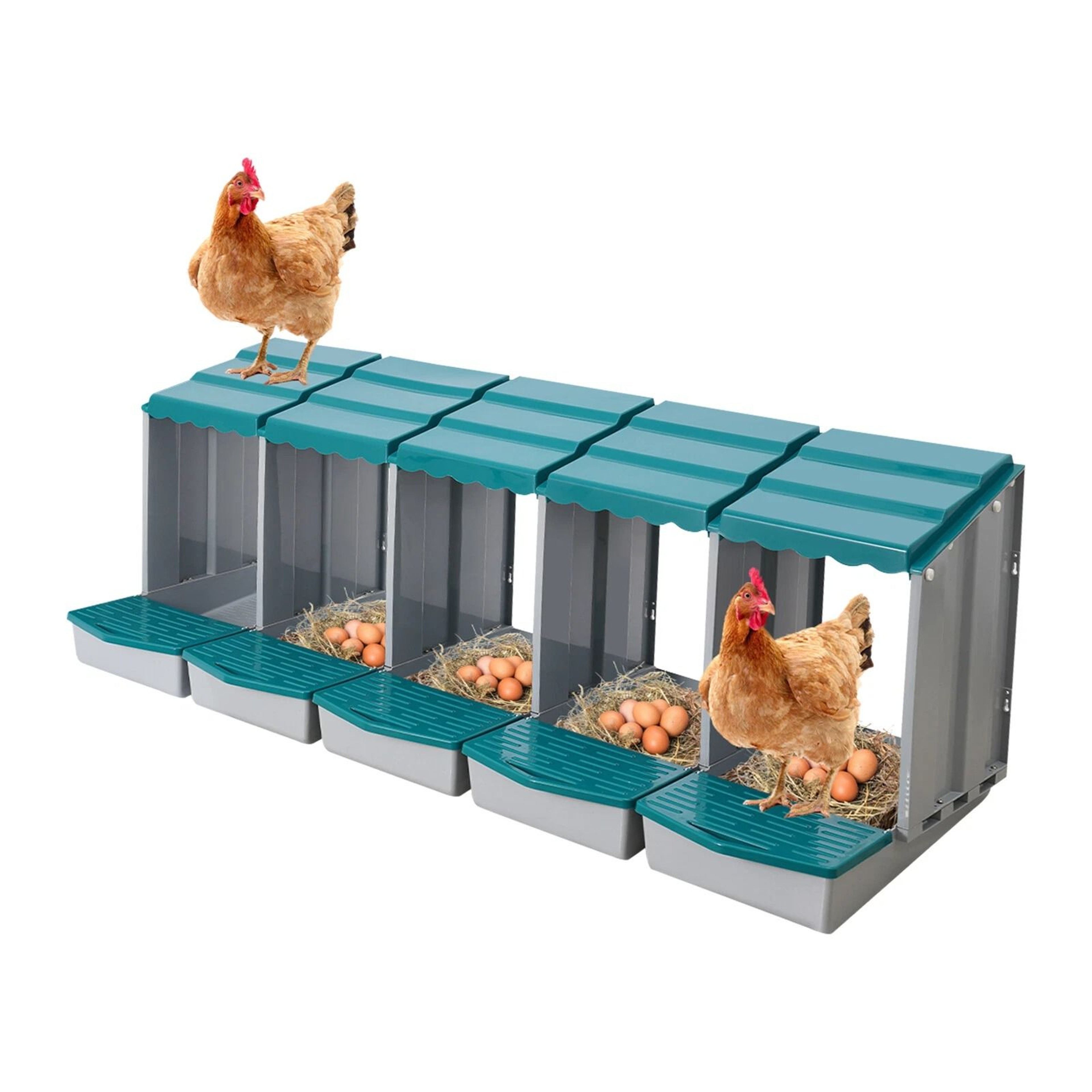 Compartment Chicken Nesting Box With Roll Away Egg Collection 16