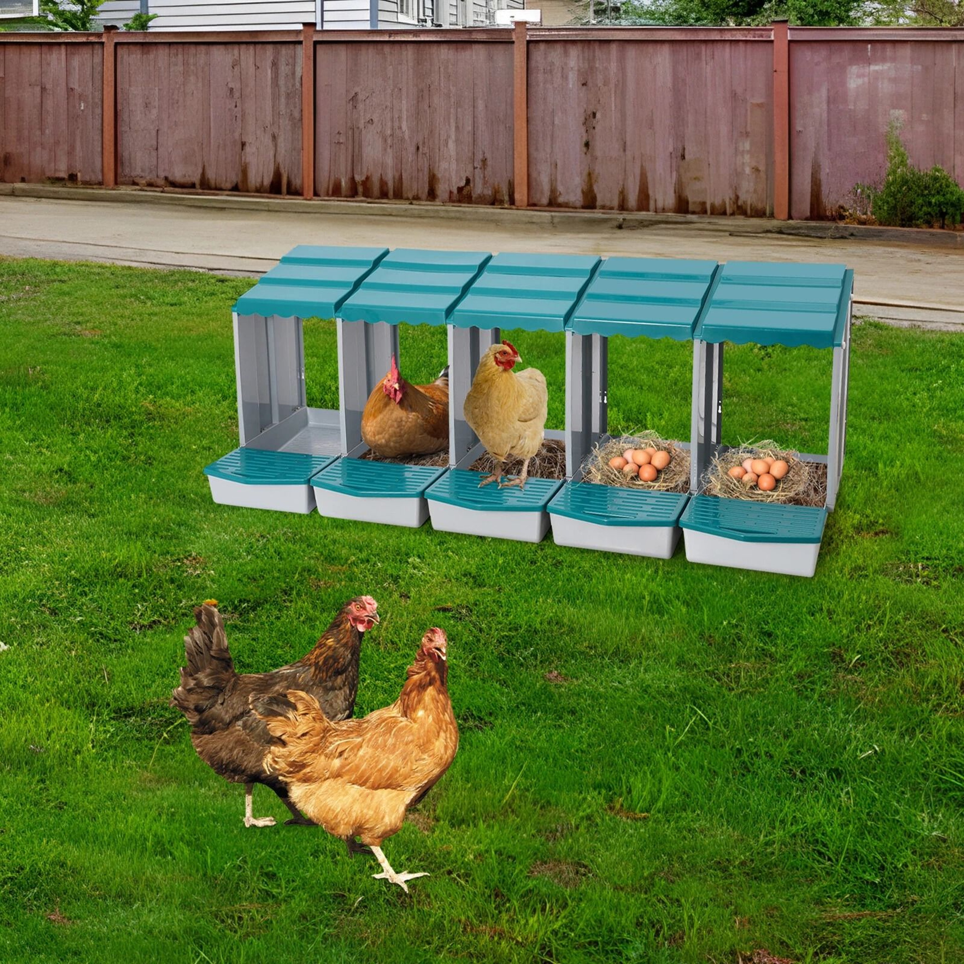 Compartment Chicken Nesting Box With Roll Away Egg Collection 4