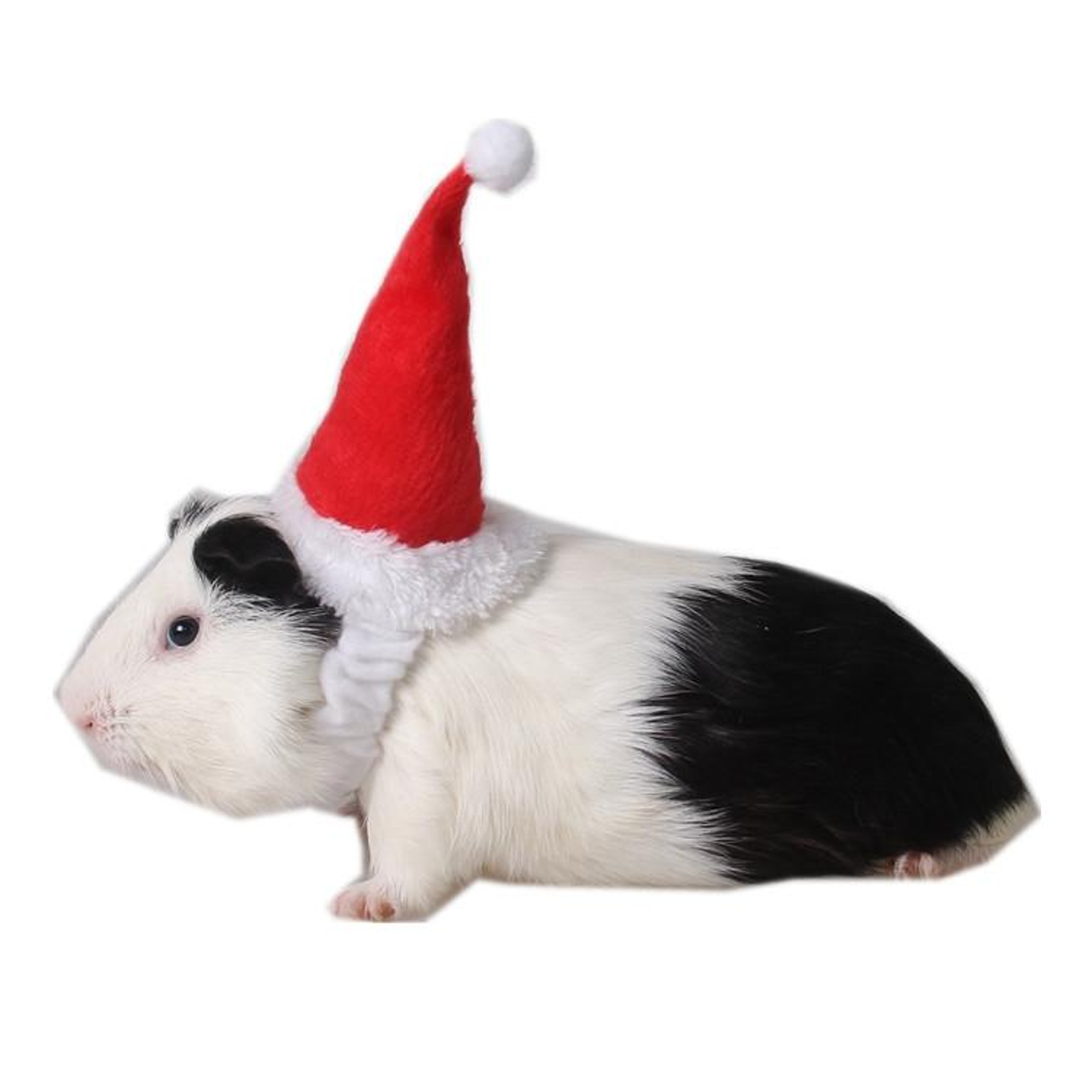 Western Christmas Hat for Dogs in Red and White Stripes – view 13