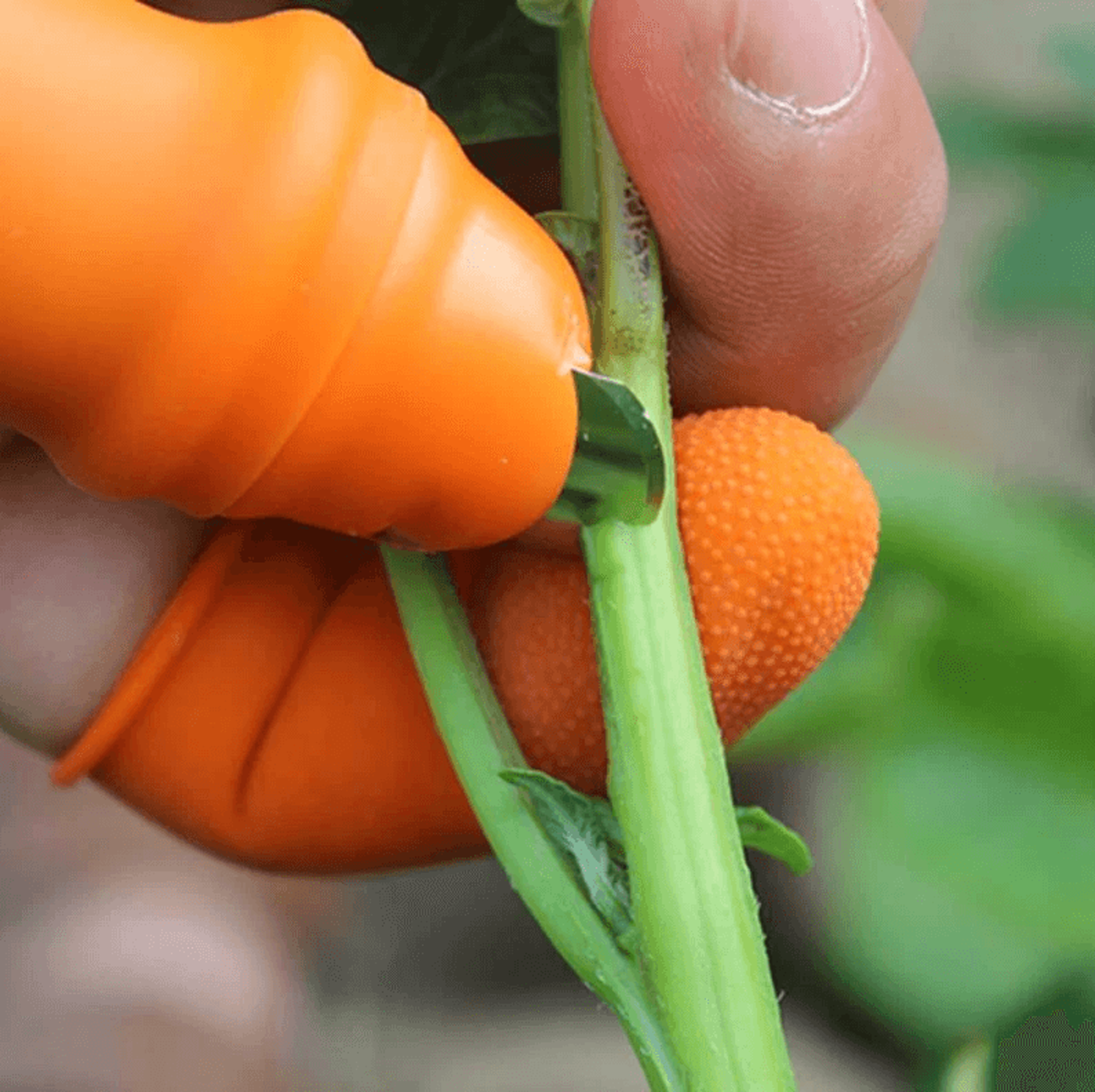 Garden Plucking Device Finger Thumb Knife For Cutting Vegetables And Agricultural Tasks 3
