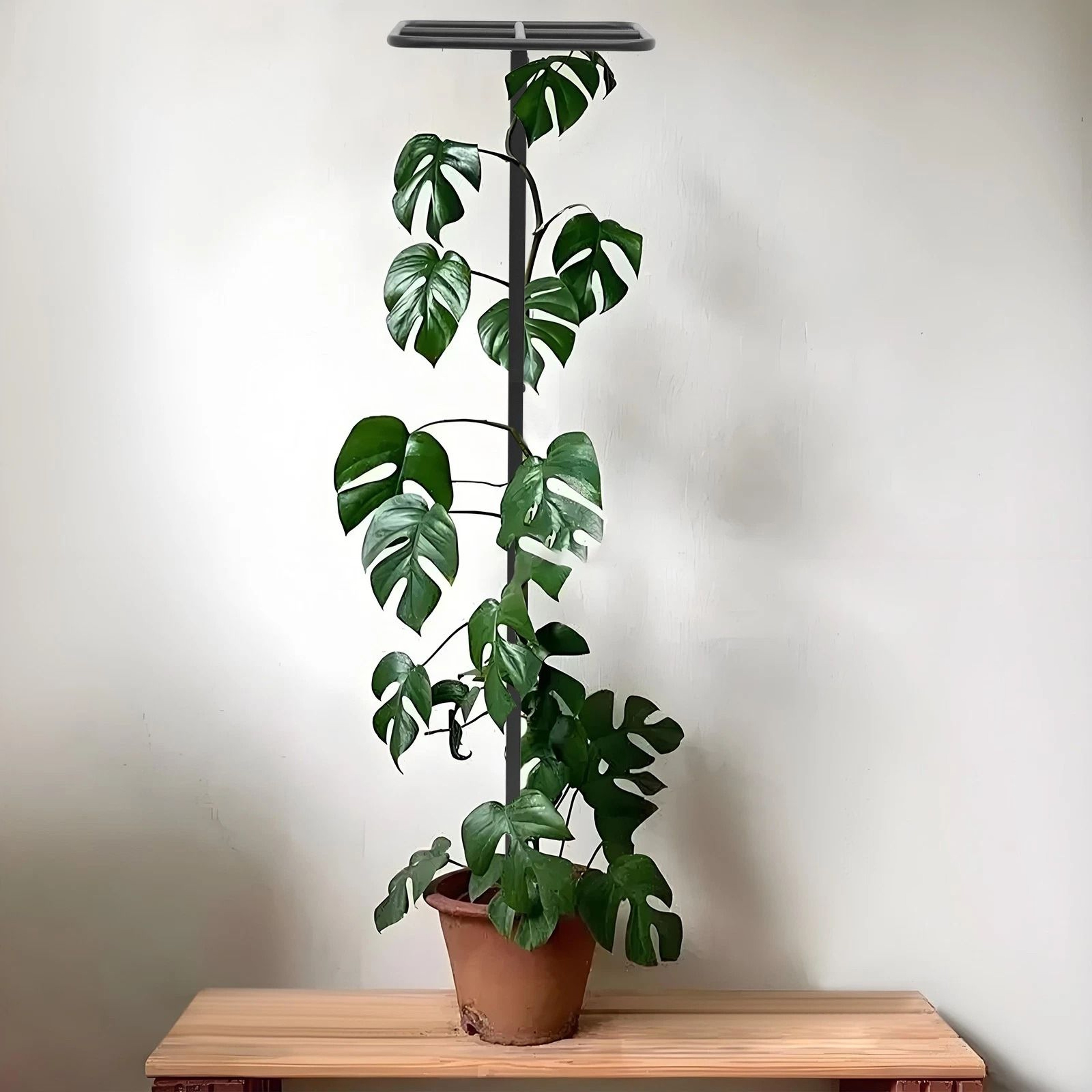 Adjustable Garden Plant Climbing Support Dragon Fruit Plant Trellis For Strong Growth 0