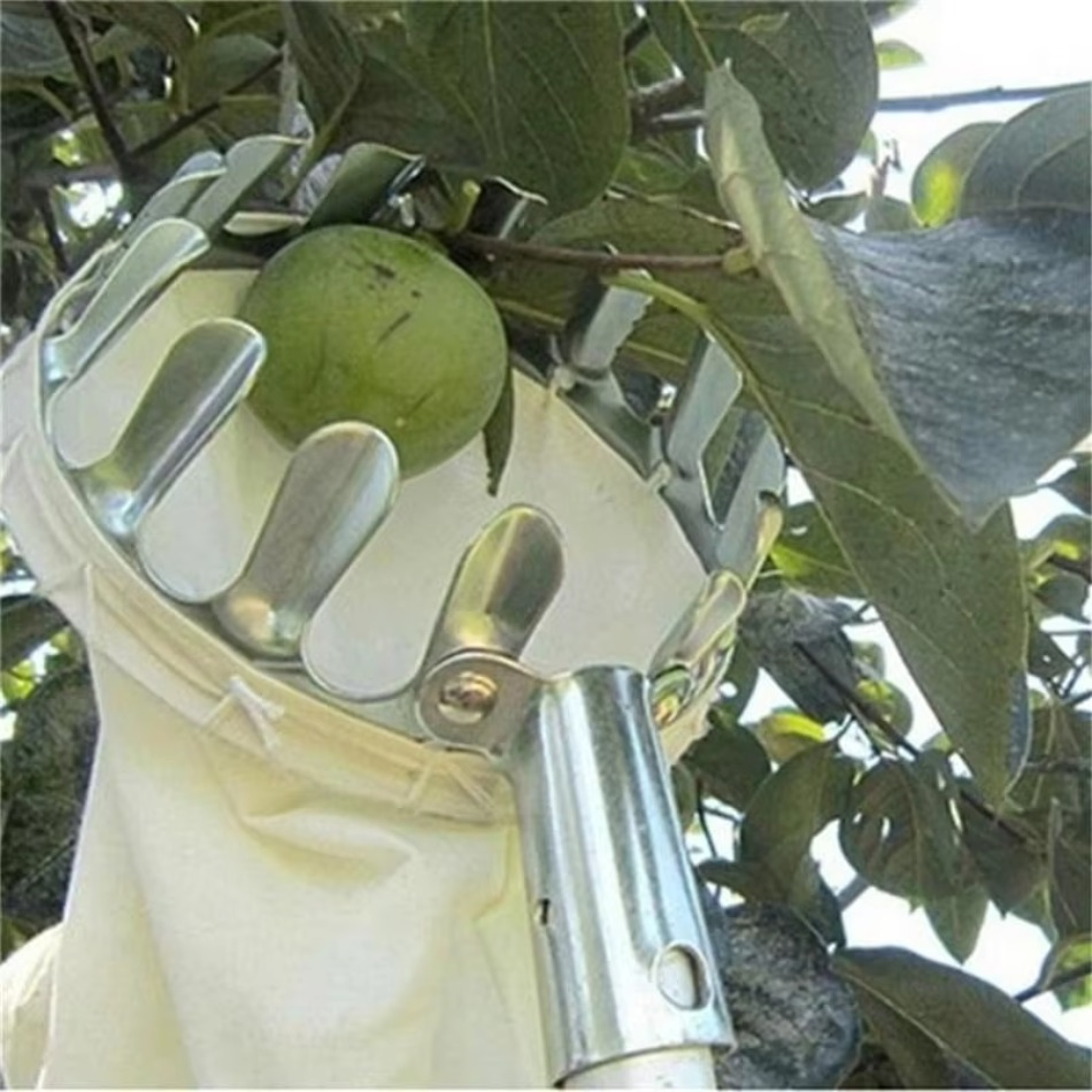 Telescopic Fruit Picker with Galvanized Iron Construction for Garden Harvesting – view 2
