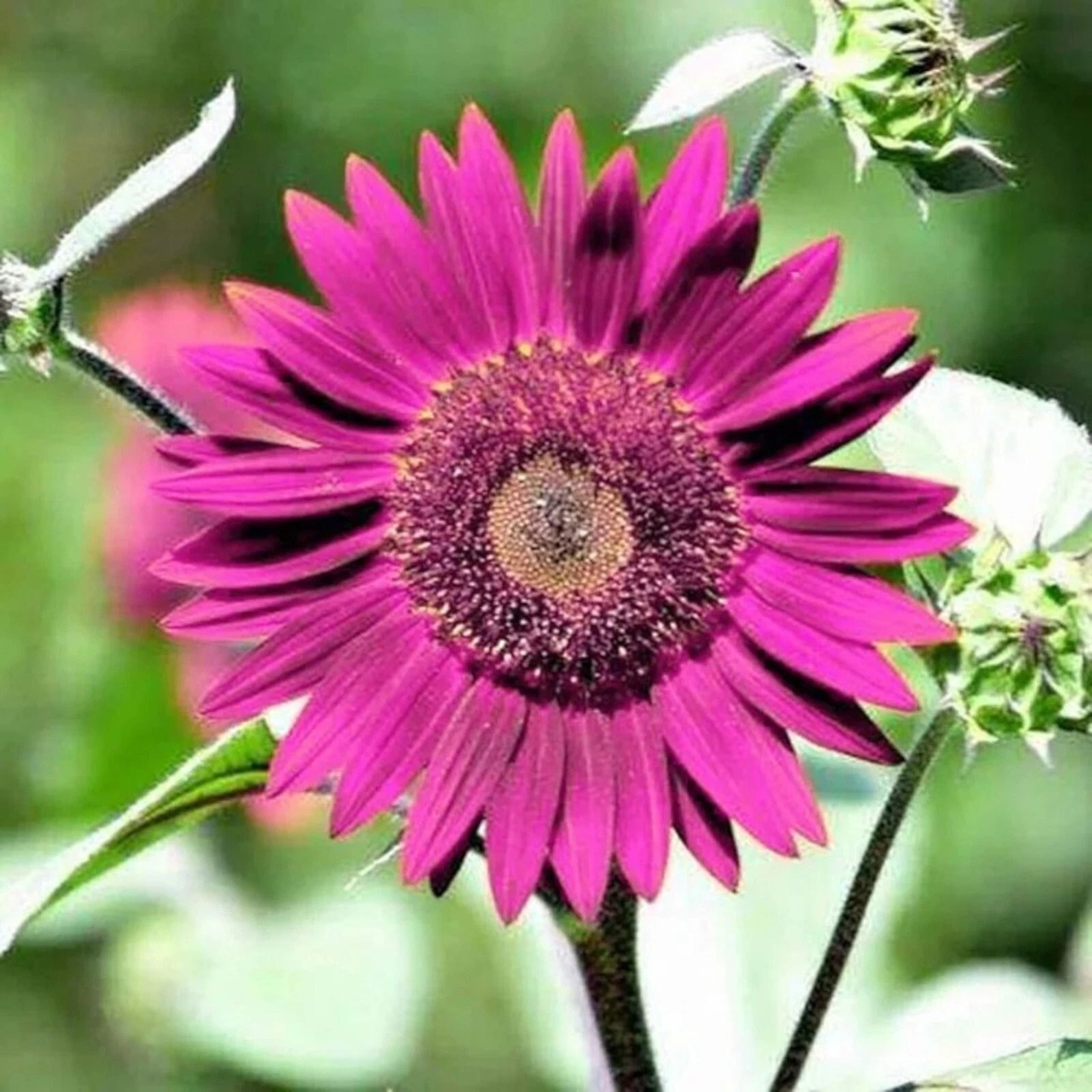 Purple Sunflower Seeds For Planting Non GMO Heirloom Garden 1