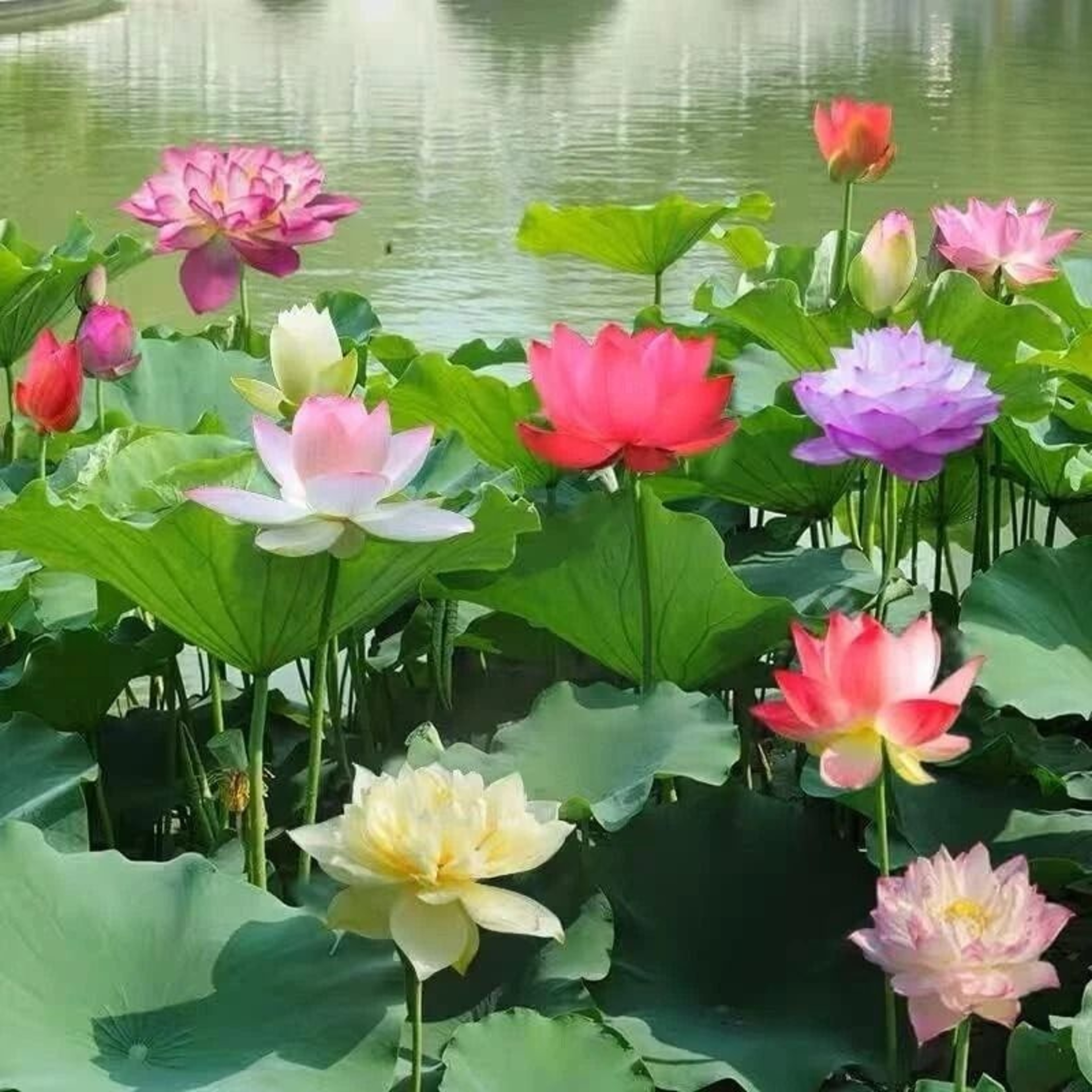 Mixed Color Lotus Seeds For Planting Beautiful Water Plants For Ponds 1