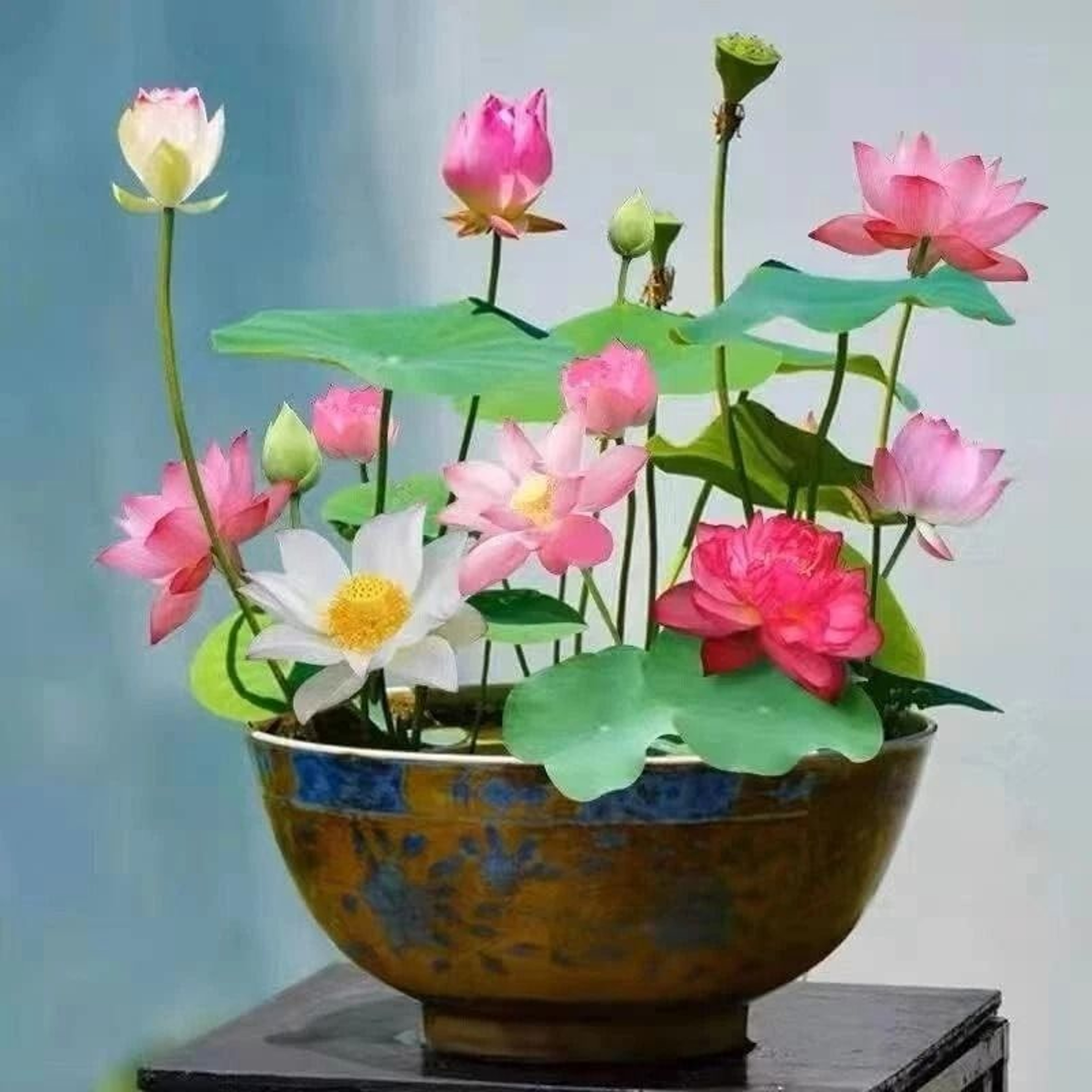 Mixed Color Lotus Seeds For Planting Beautiful Water Plants For Ponds 0