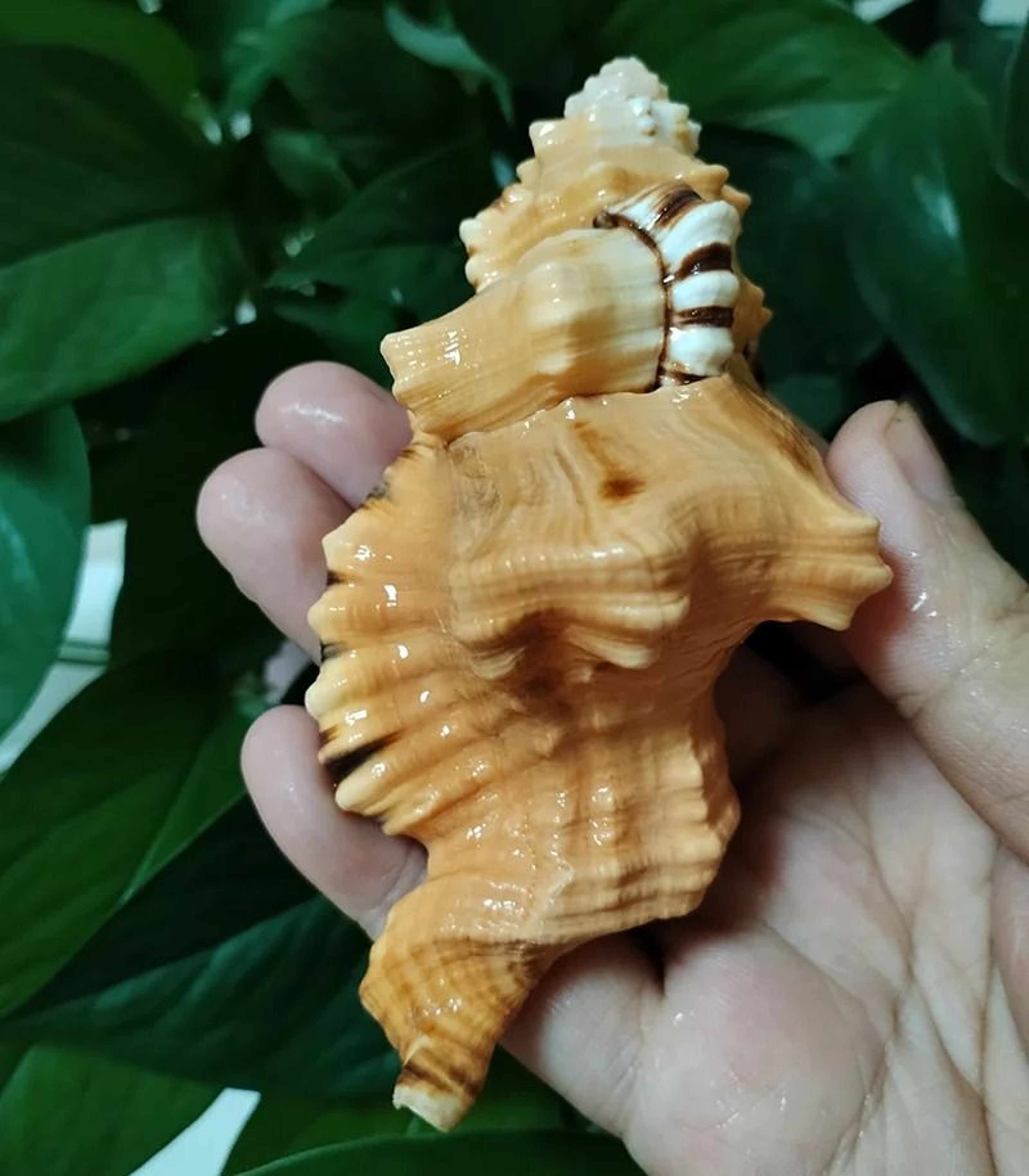 BlackSpotted Bath Triton Sea Shell  Natural Cymatium Lotorium YellowOrange Conch Specimen For Aquar 2