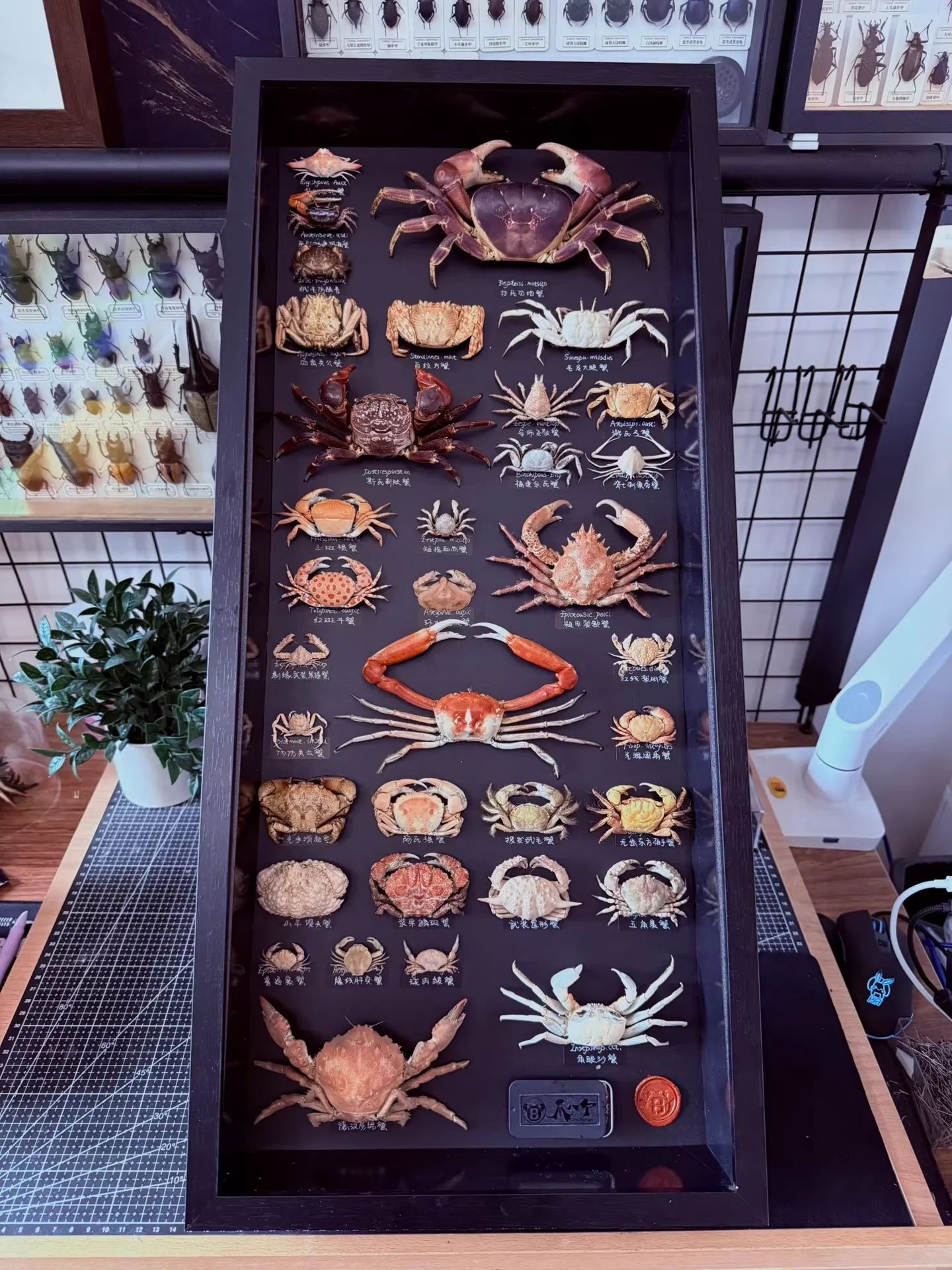 Real Crab Specimen Display Collectible Ocean Decor Desk Ornament 3