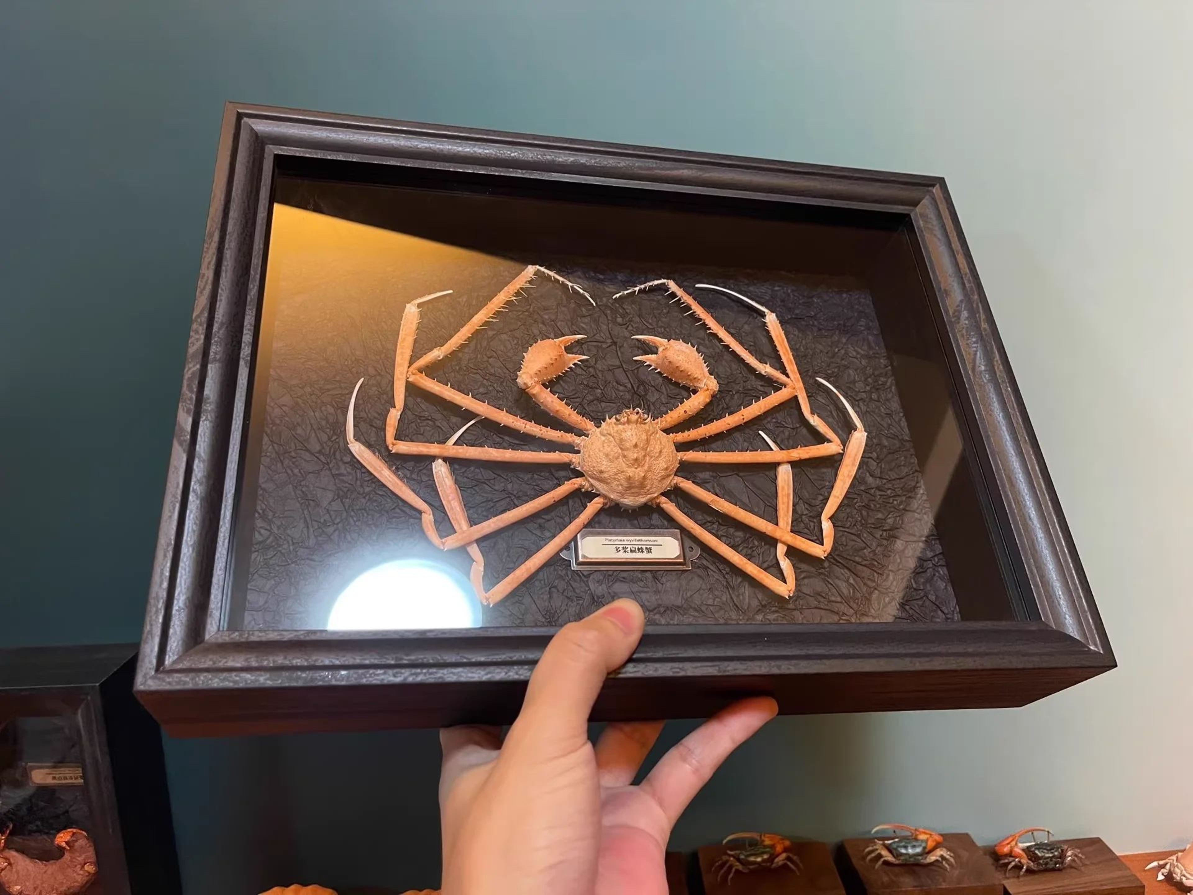 Real Crab Specimen Display Collectible Ocean Decor Desk Ornament 4