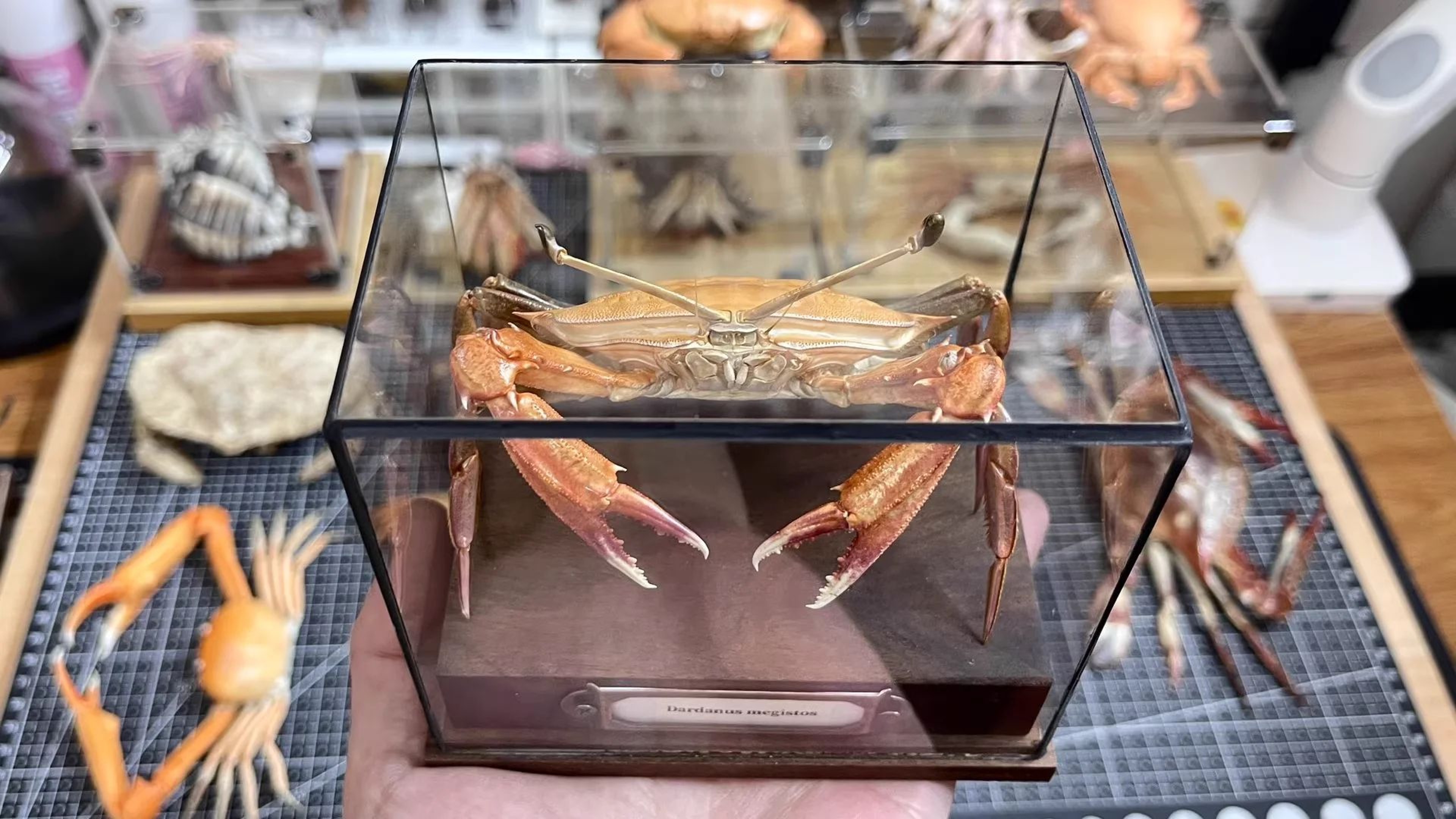 Real Crab Specimen Display Collectible Ocean Decor Desk Ornament 15