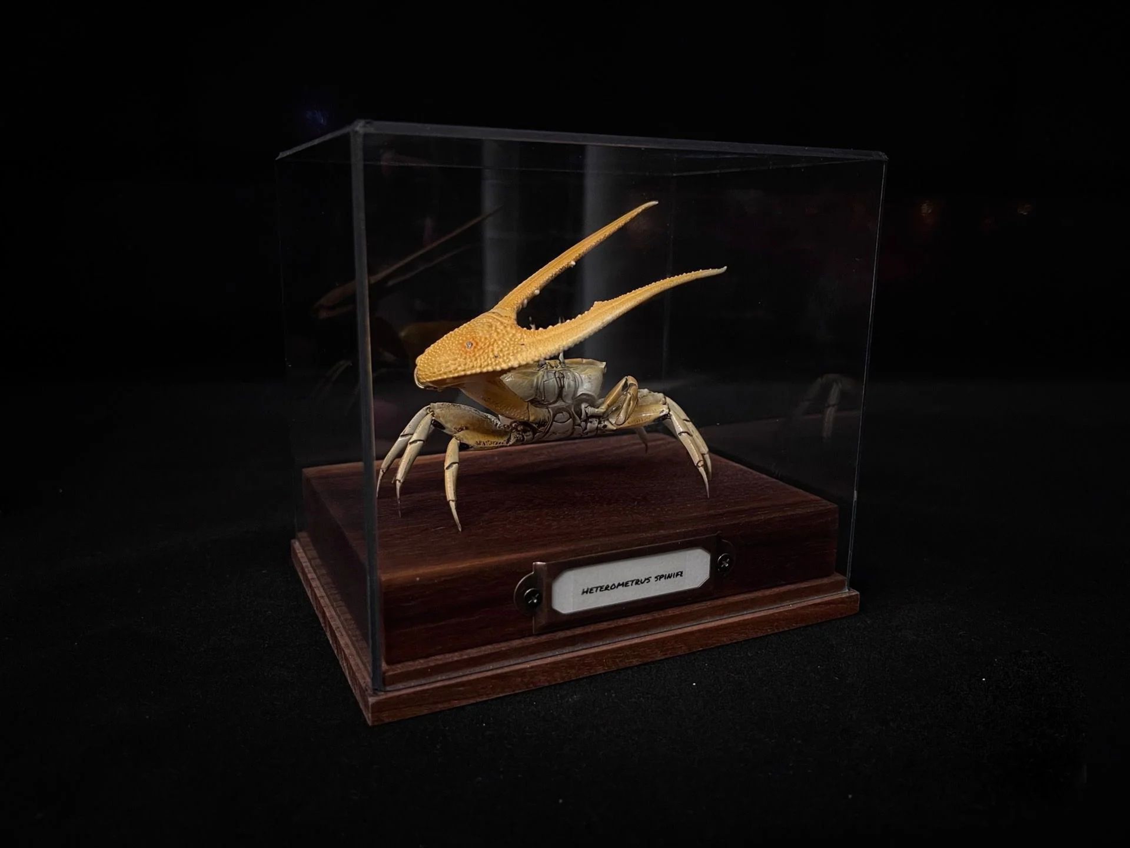 Real Crab Specimen Display Collectible Ocean Decor Desk Ornament 11