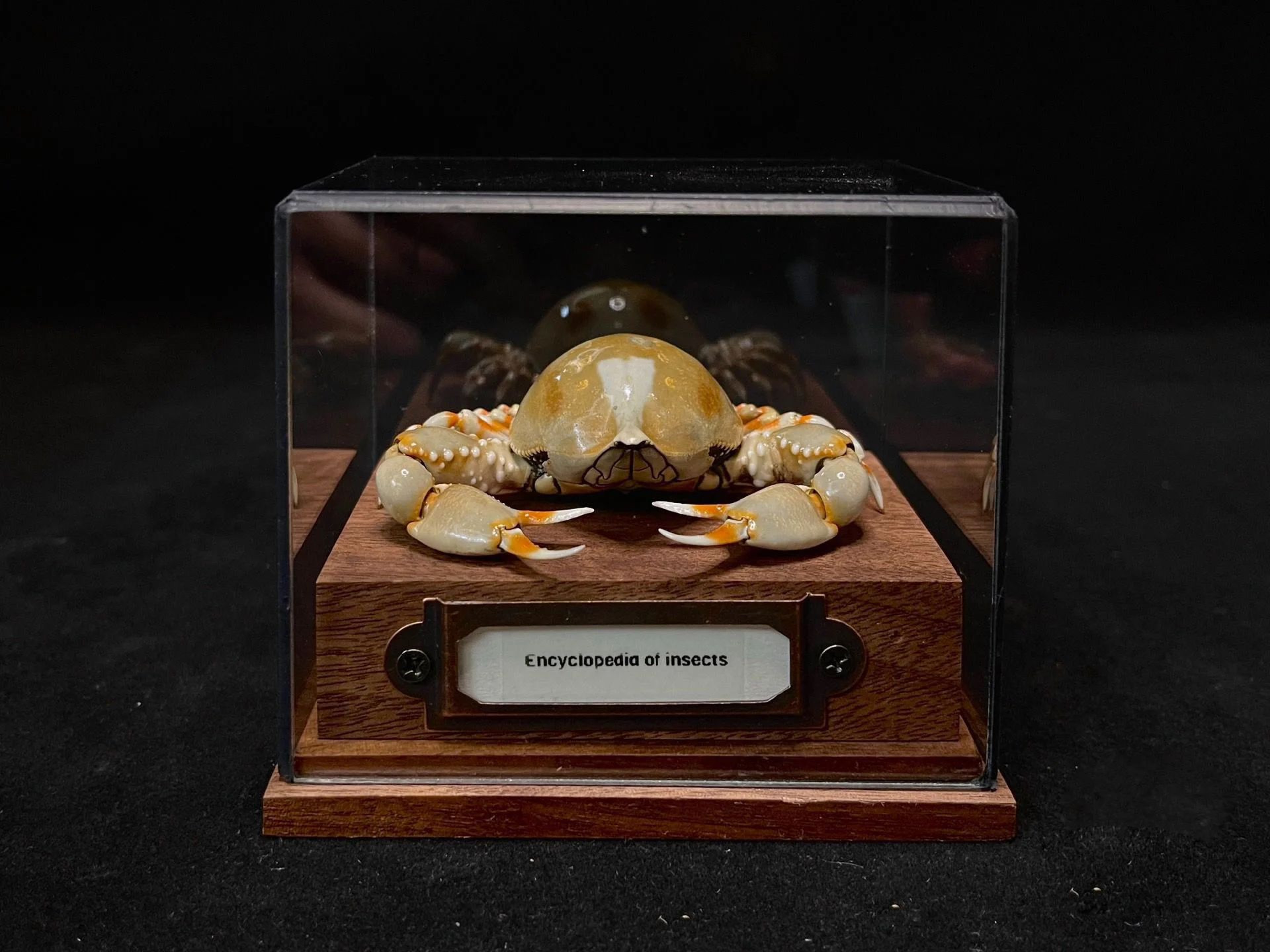 Real Crab Specimen Display Collectible Ocean Decor Desk Ornament 18