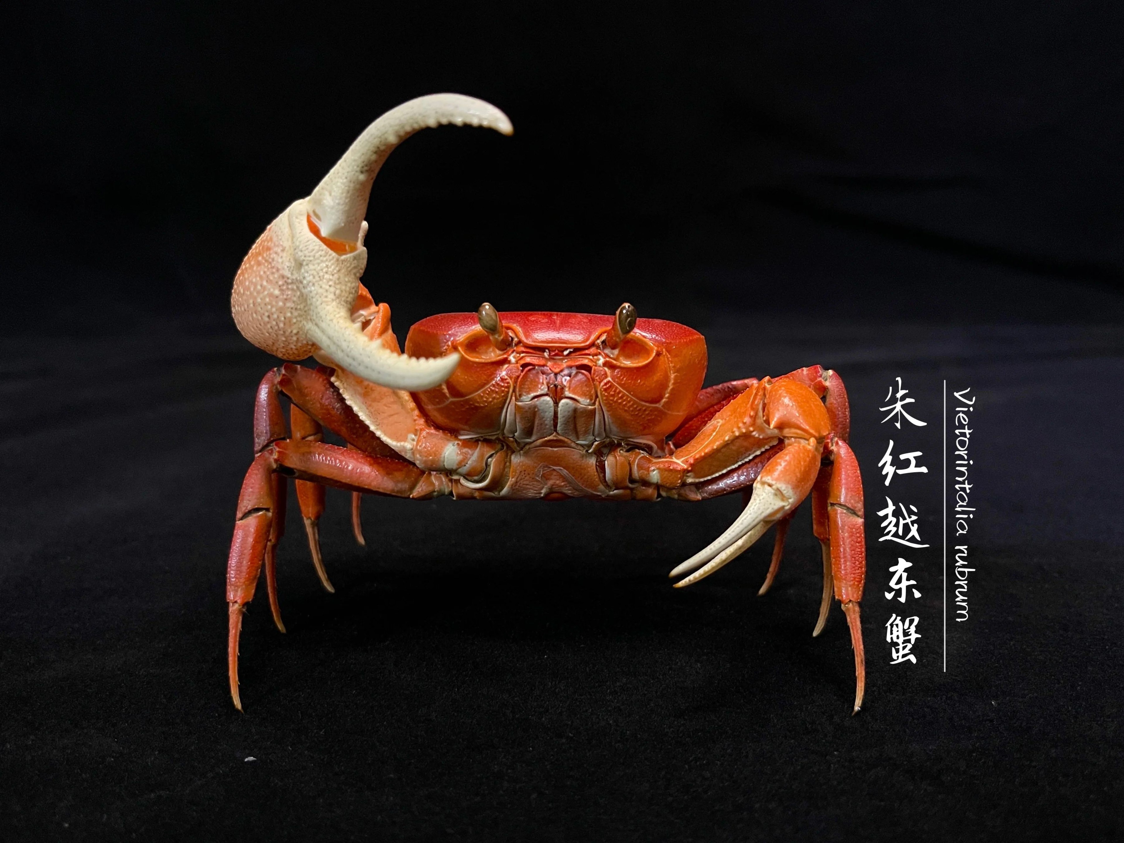 Real Crab Specimen Display Collectible Ocean Decor Desk Ornament 23