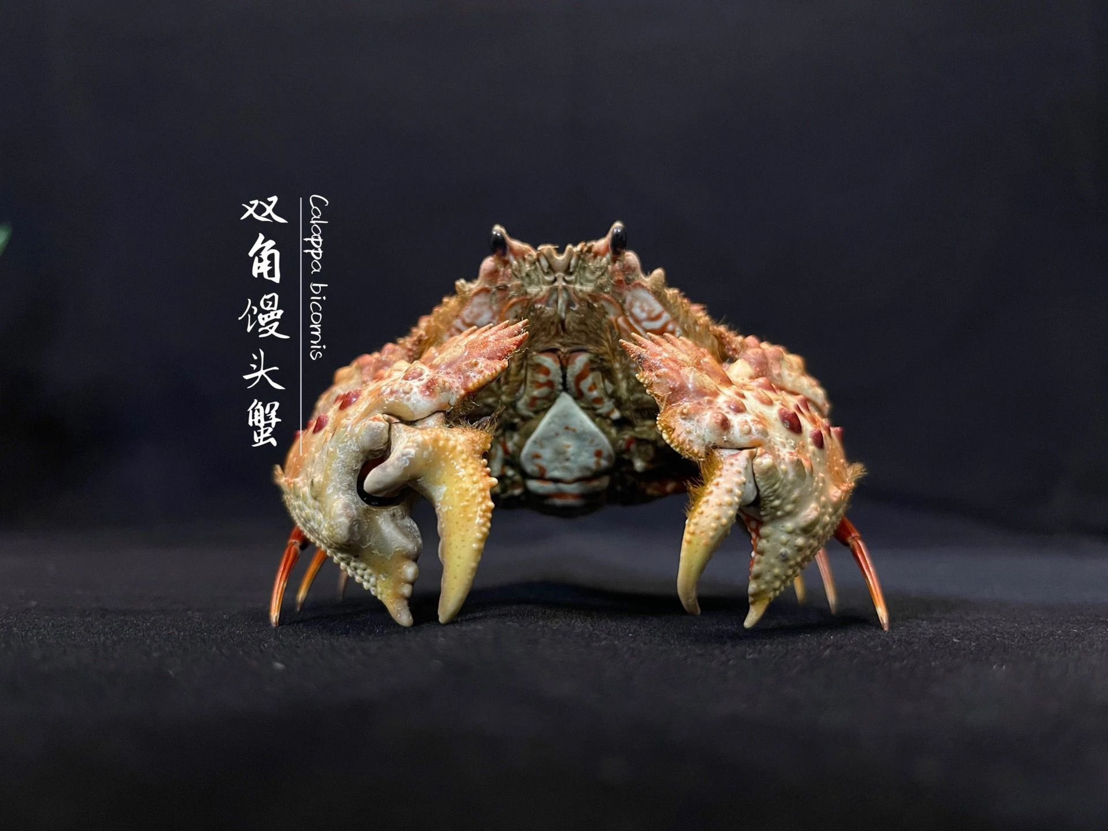 Real Crab Specimen Display Collectible Ocean Decor Desk Ornament 27