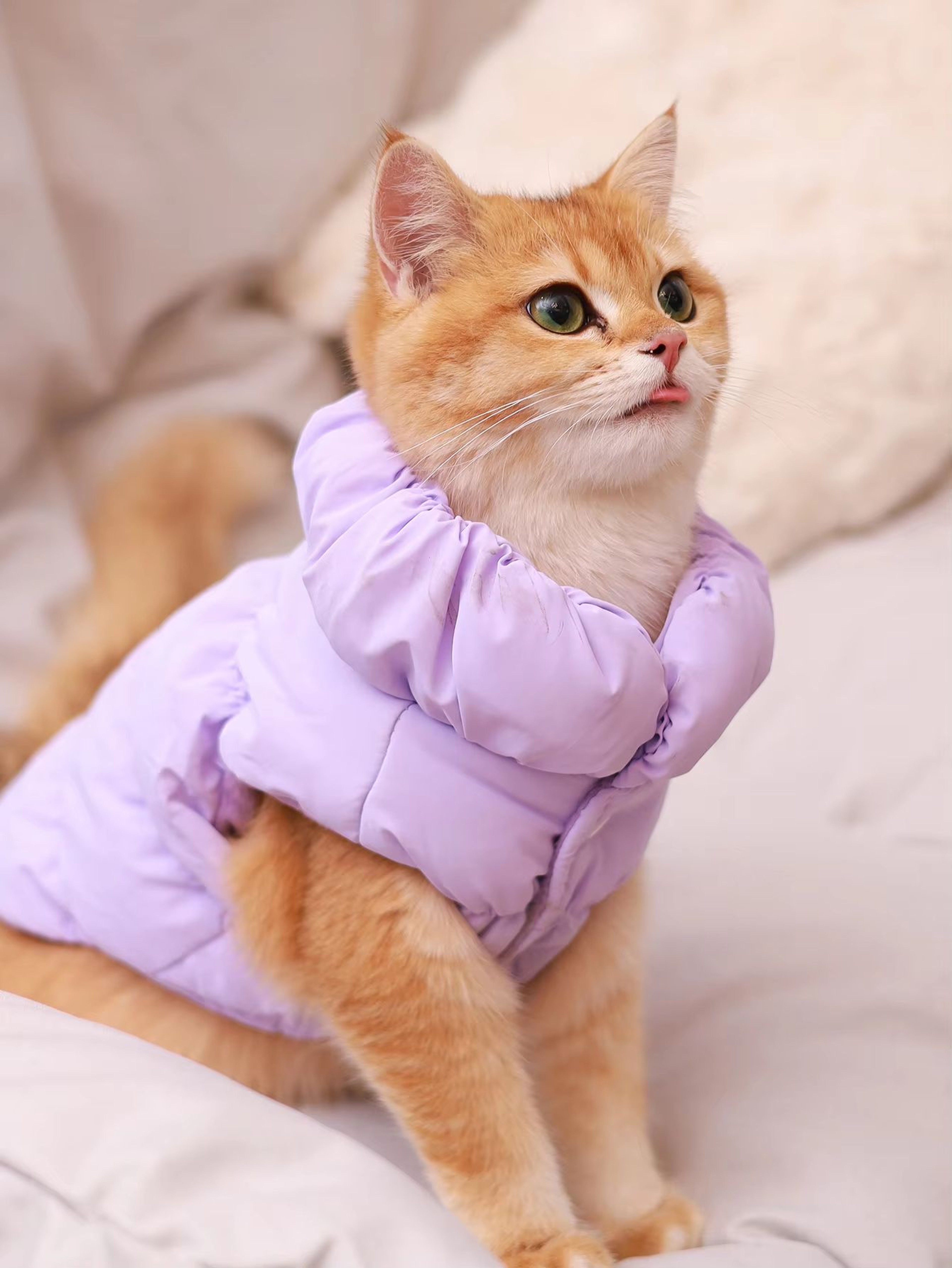 CozyShield 3 Layer Dog Jacket For Small And Medium Dogs 2