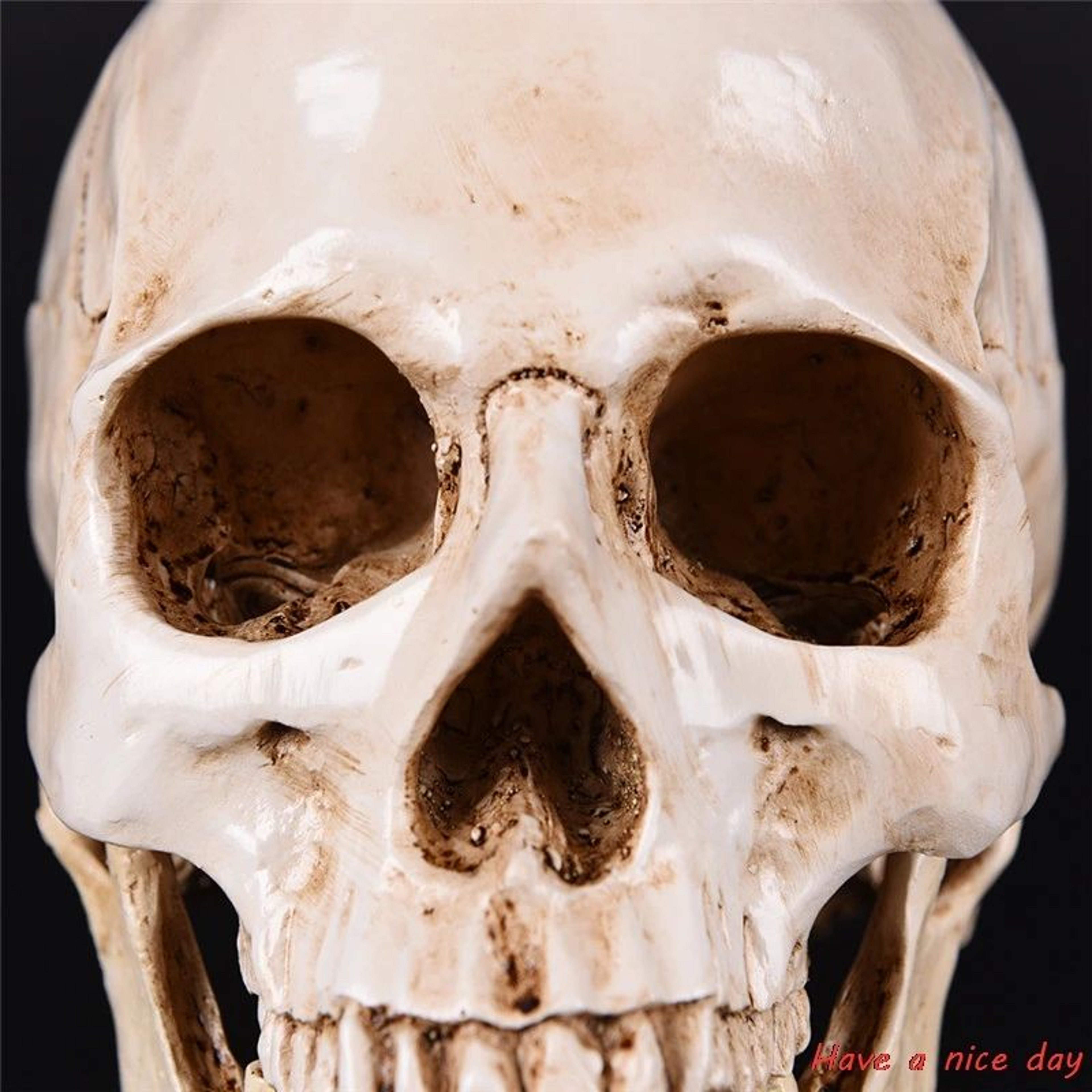 Life Size Human Skull Resin Model 11 Realistic Anatomy Decor 2
