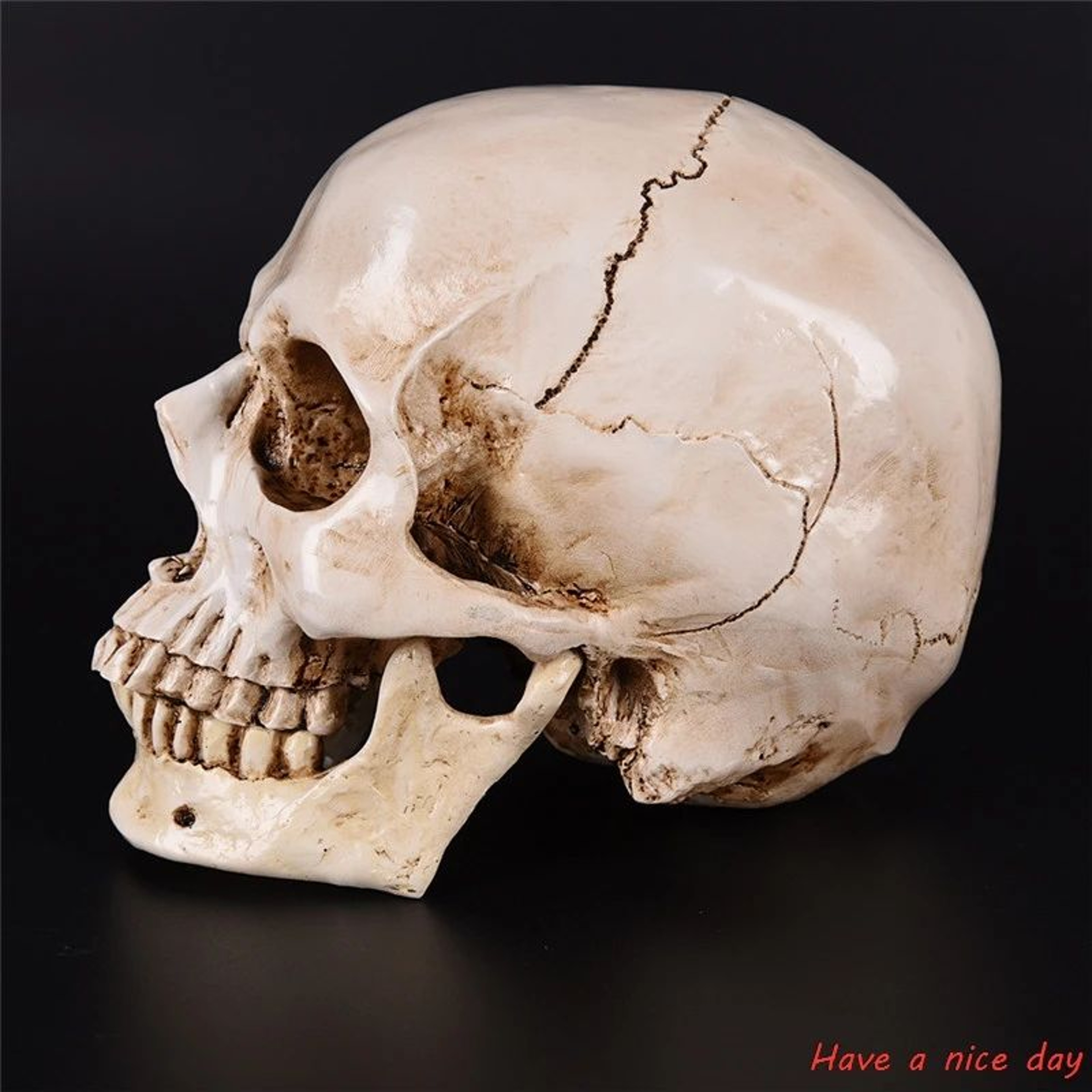 Life Size Human Skull Resin Model 11 Realistic Anatomy Decor 4