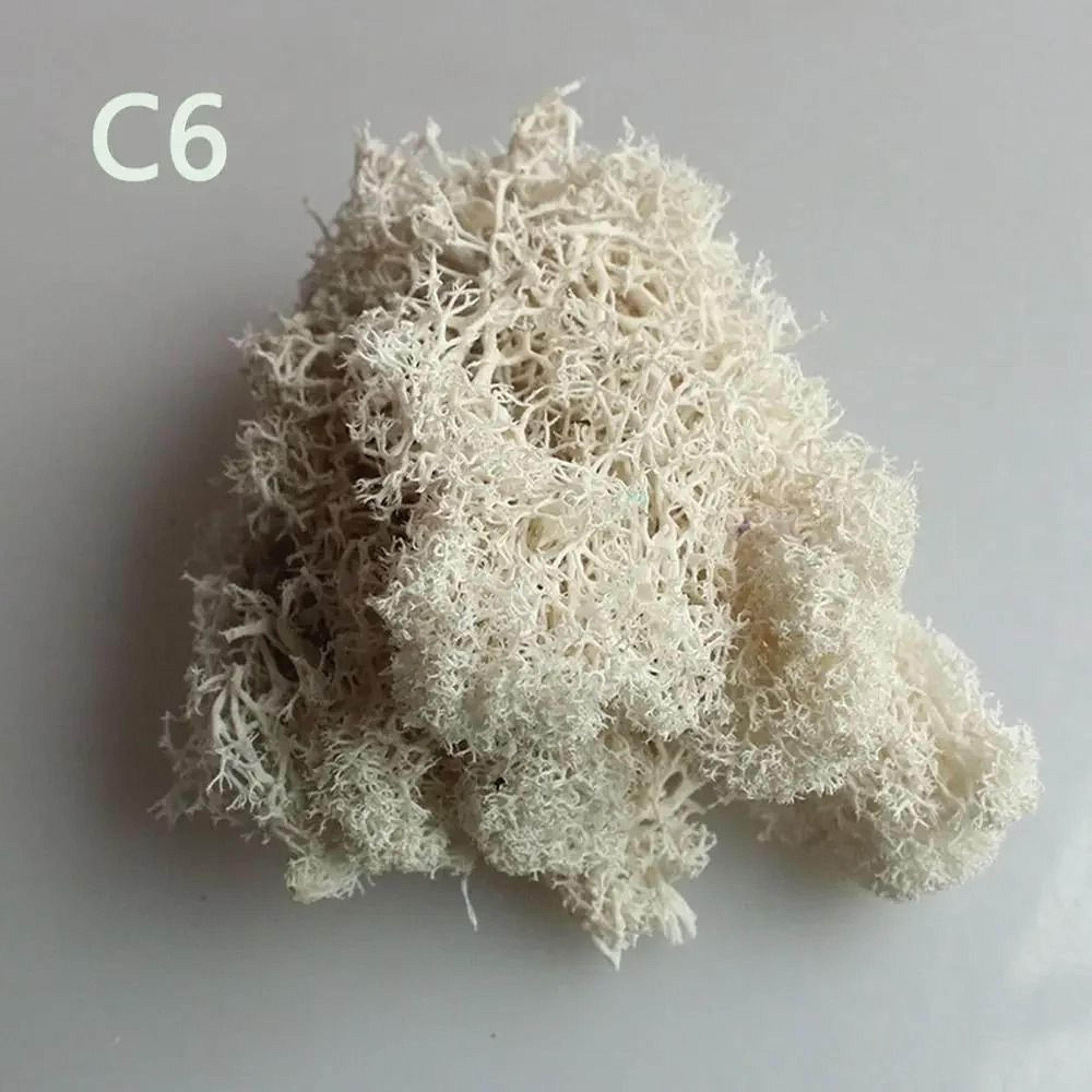 Artificial Moss Wall Decor Eternal Life DIY Micro Landscape Craft Material 13