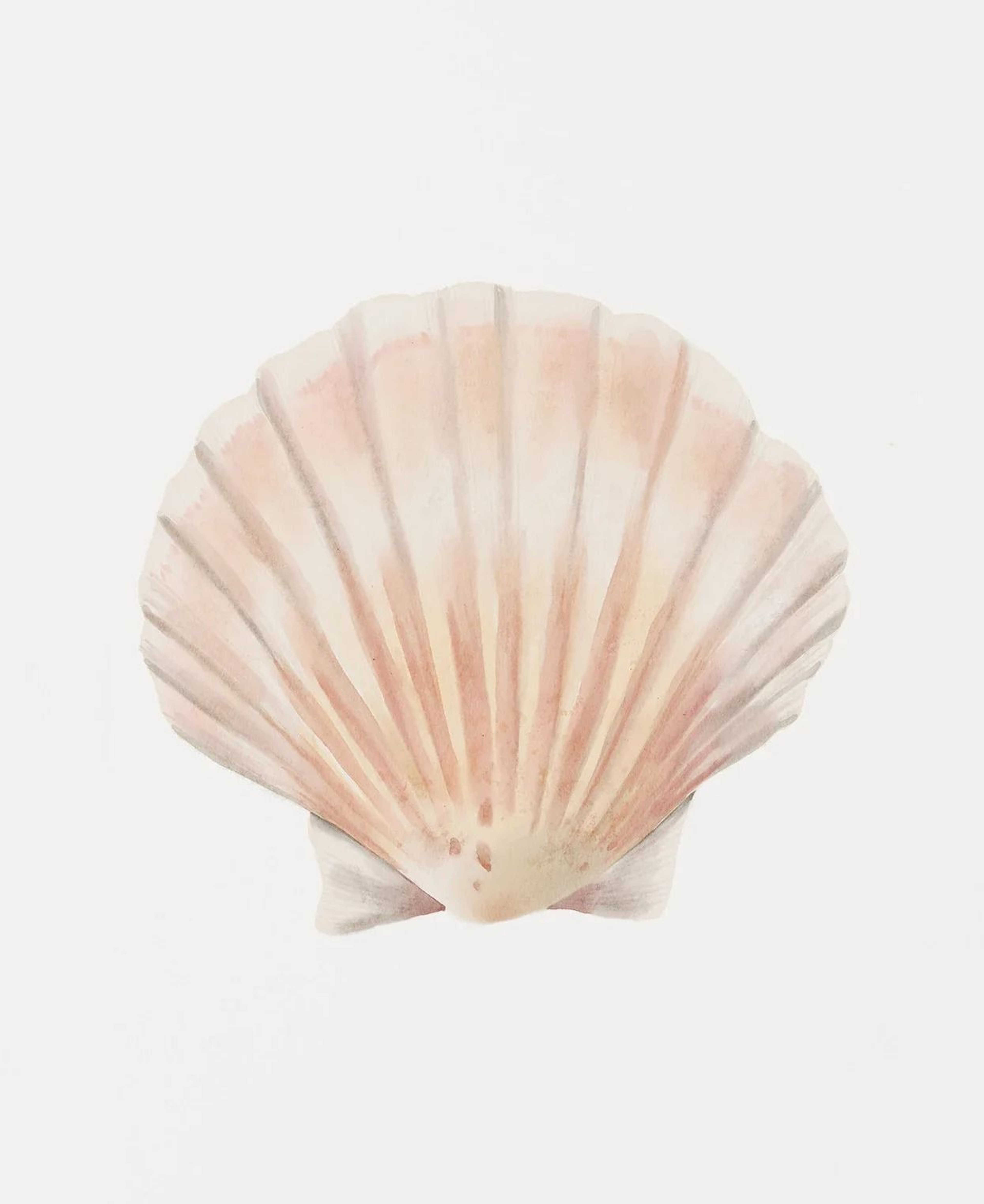 Watercolor Sea Shell Wall Art Canvas Set Starfish Coastal Prints For Living Room Decor 11