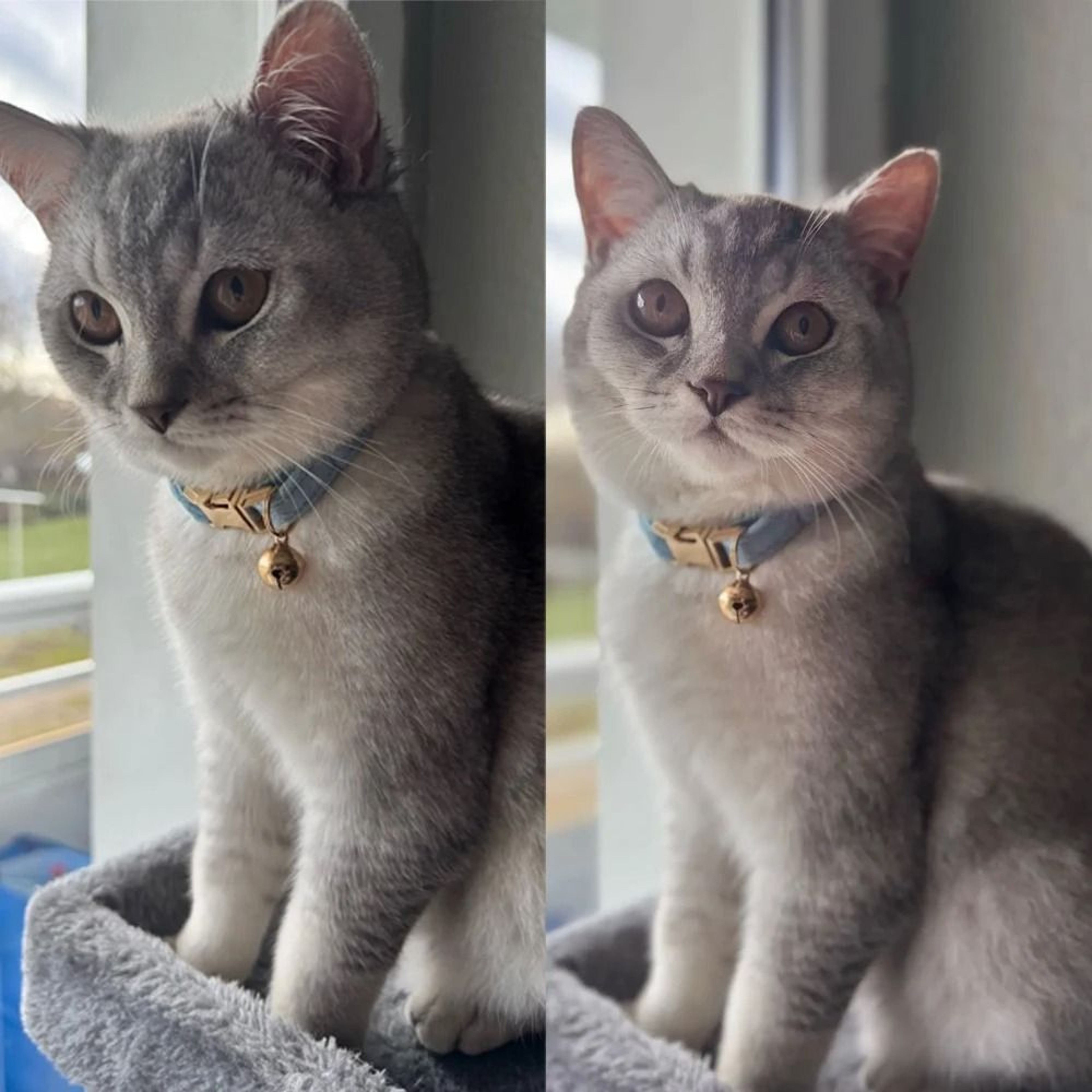 ElegantPaws Personalized Bowknot Cat Collar With Free Custom Engraving 1