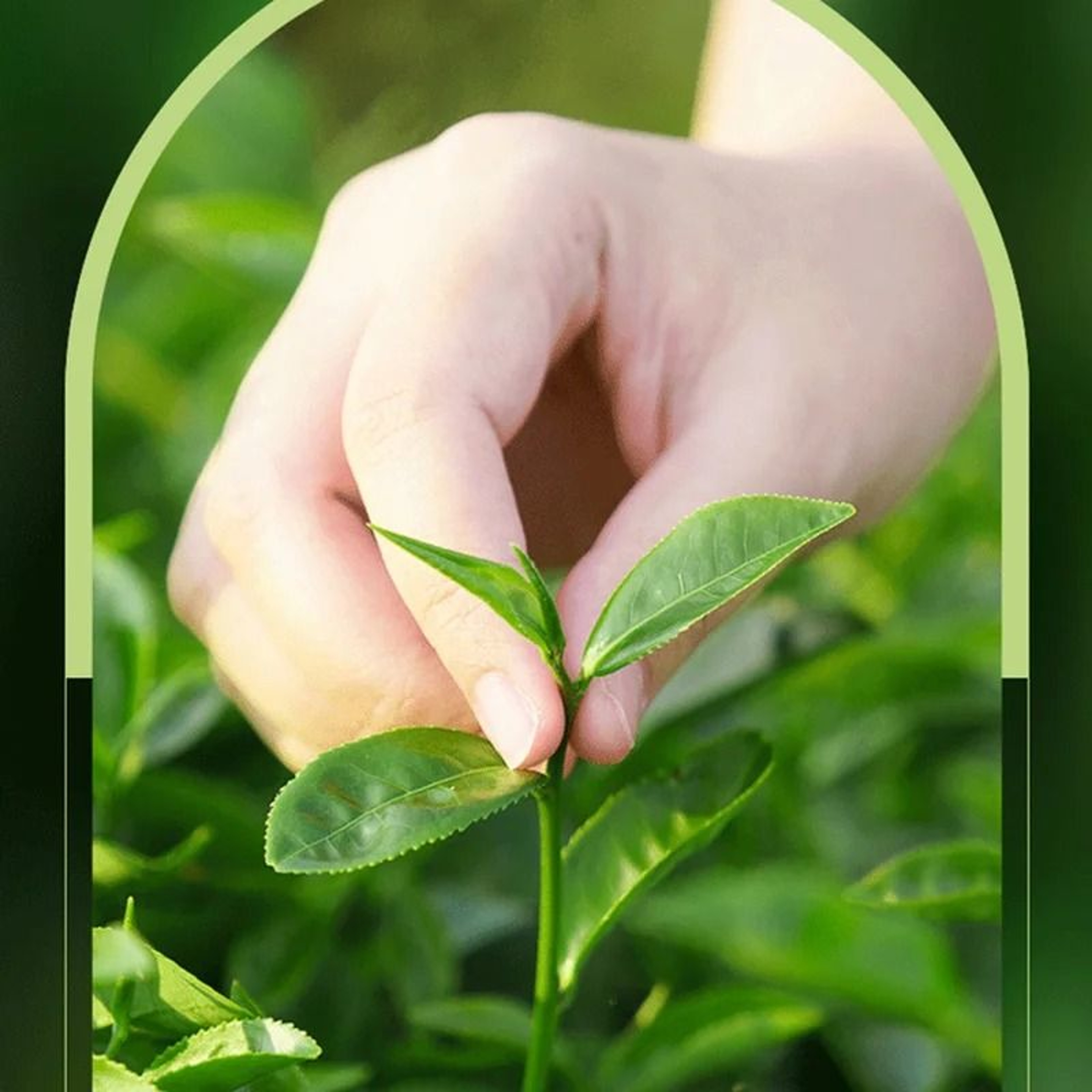 Tea Tree Acne Removing Cream Oil Control Hydrating Facial Gel Skin Care 3