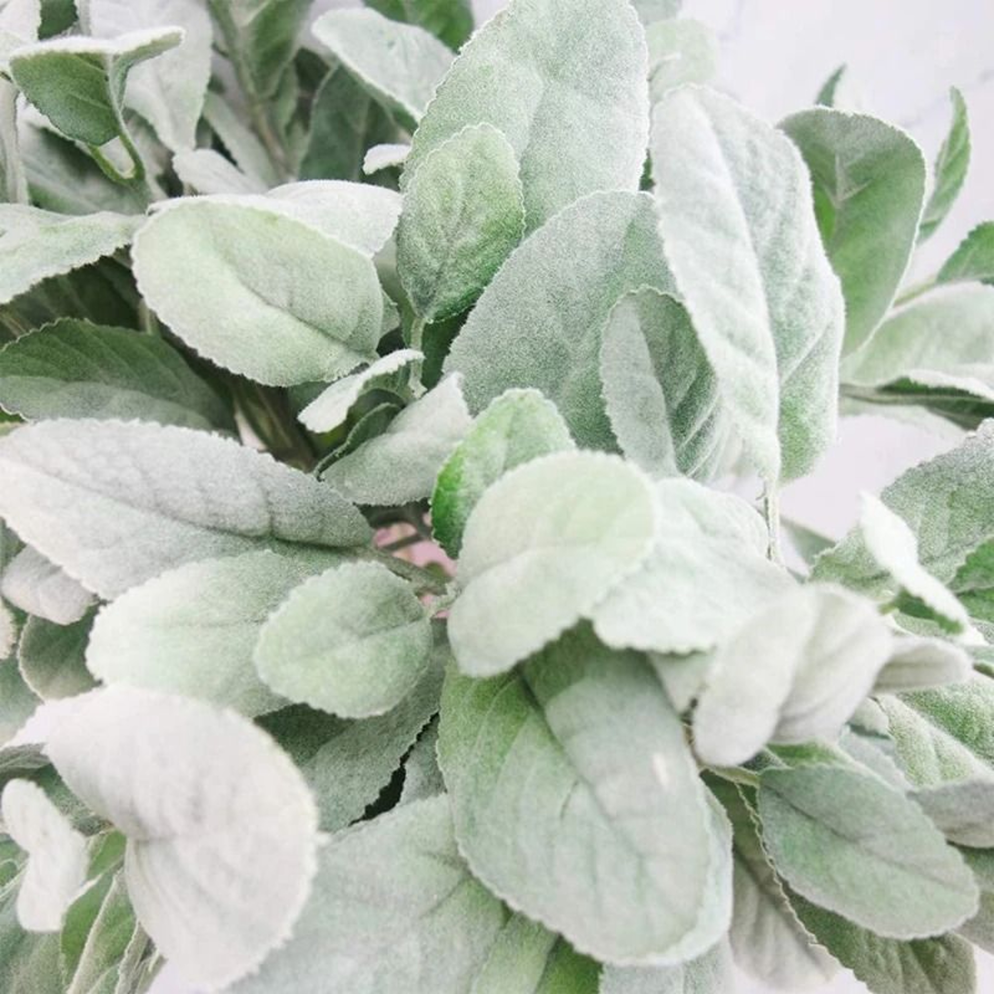 Premium SoftTouch Artificial Lambs Ear Stems  10Piece Faux Greenery For Wedding Bouquets  Wreaths 3