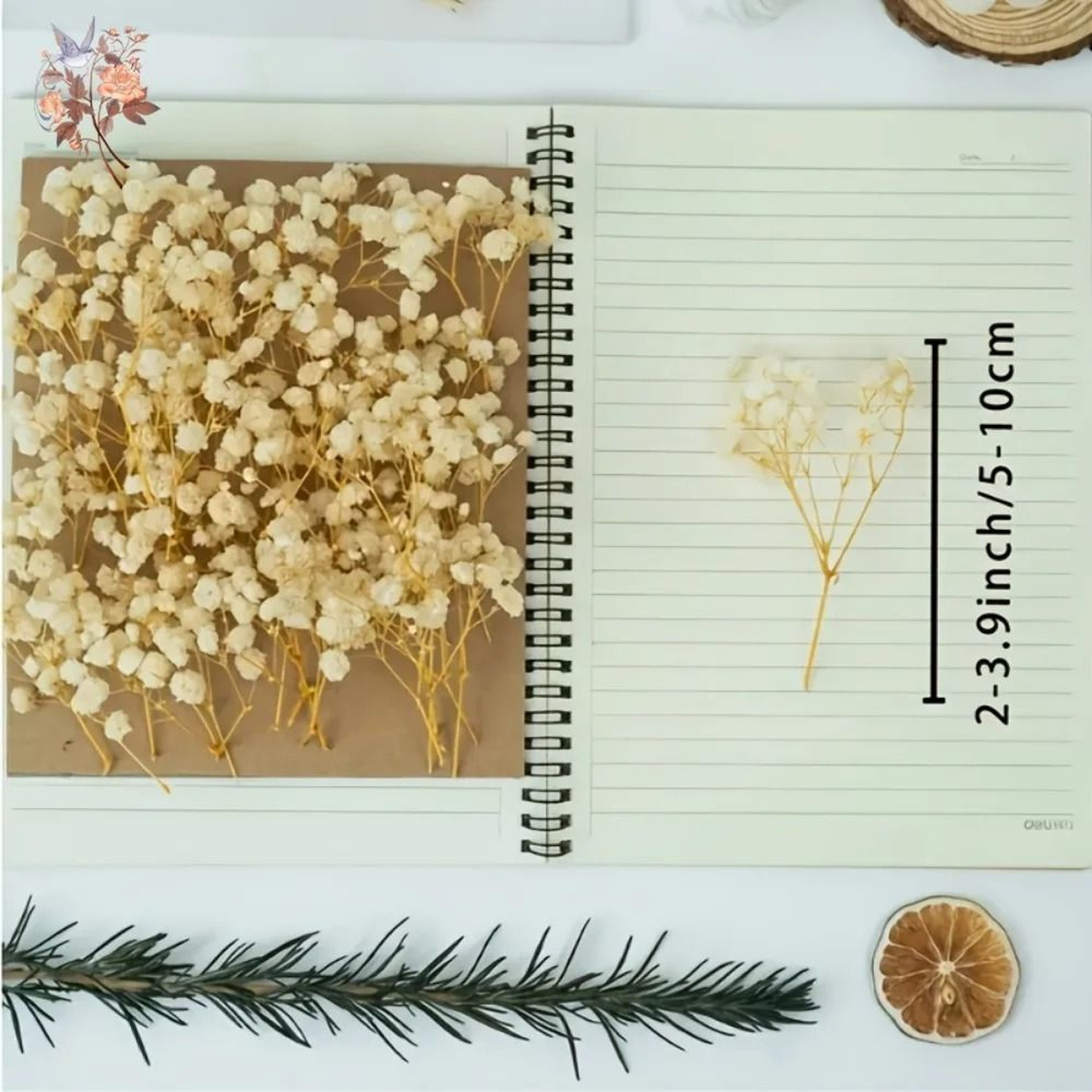 100Pcs Dried Babys Breath Flowers  Real Gypsophila For Resin Crafts DIY Wedding  Home Decor 4