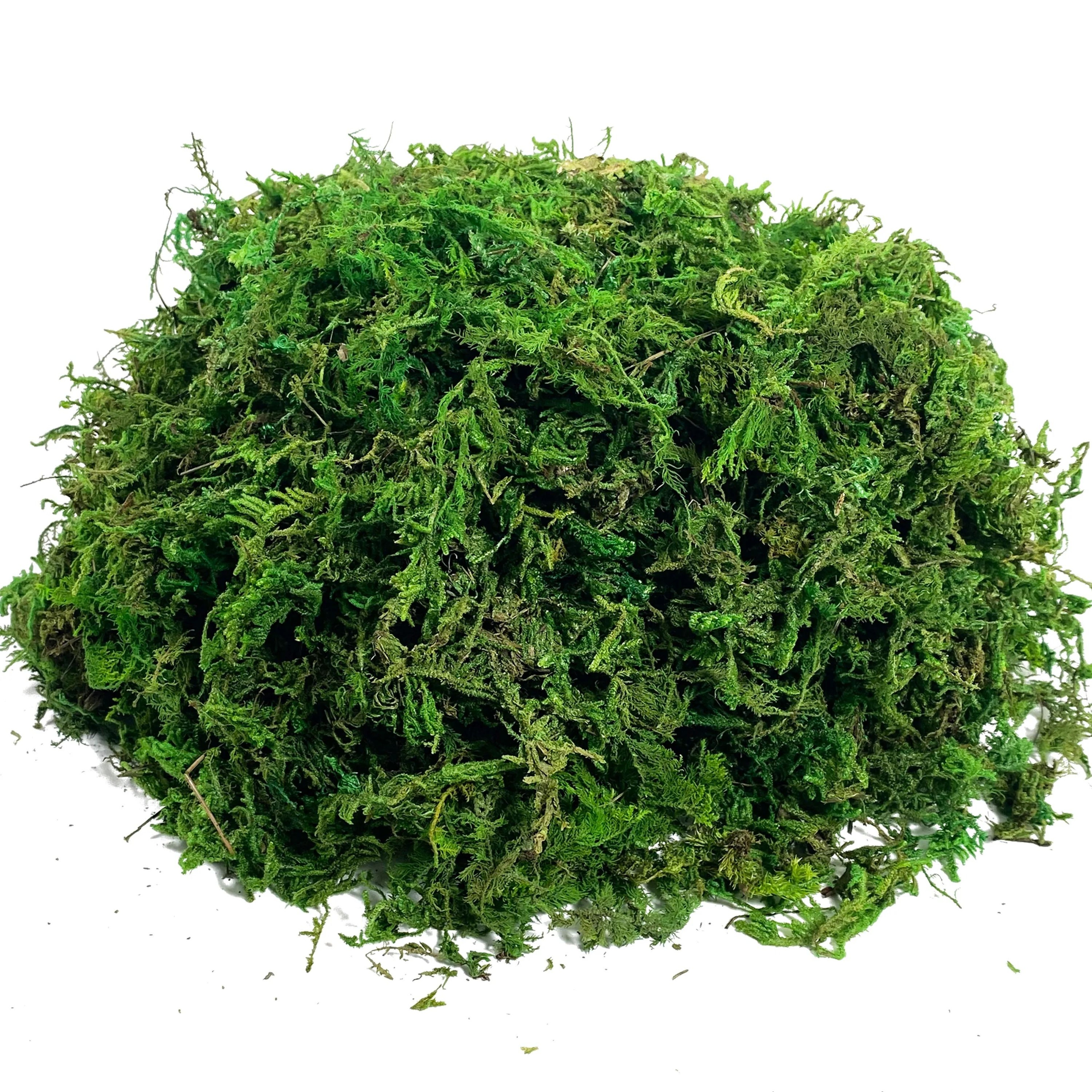 Botanical Velvet Moss  Artisan Preserved Craft Moss  Executive Studio  Living Room Sanctuary Decor 6