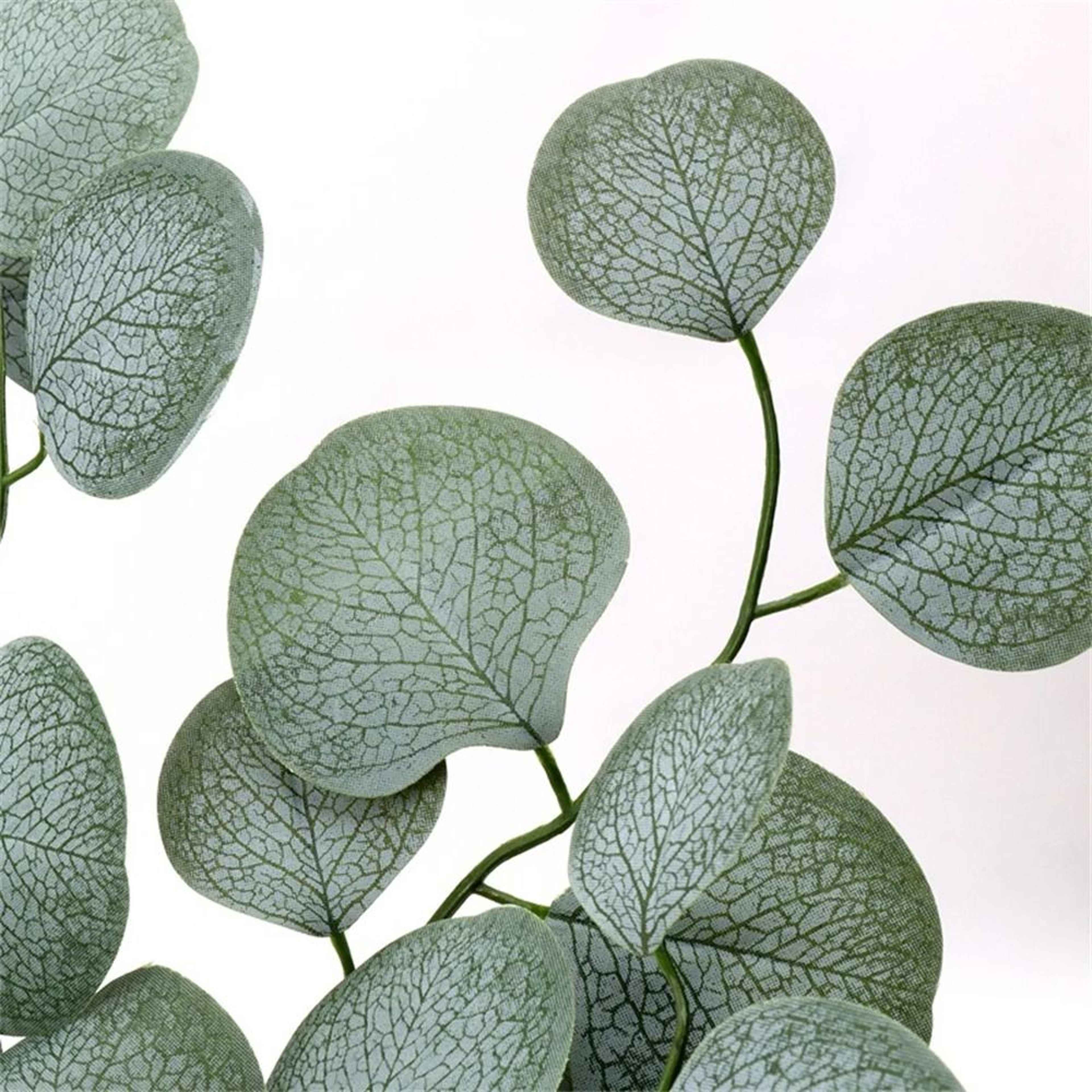 Botanical Eucalyptus Spray  56Leaf Silver Dollar Foliage  Executive Studio  Wedding Sanctuary Decor 5