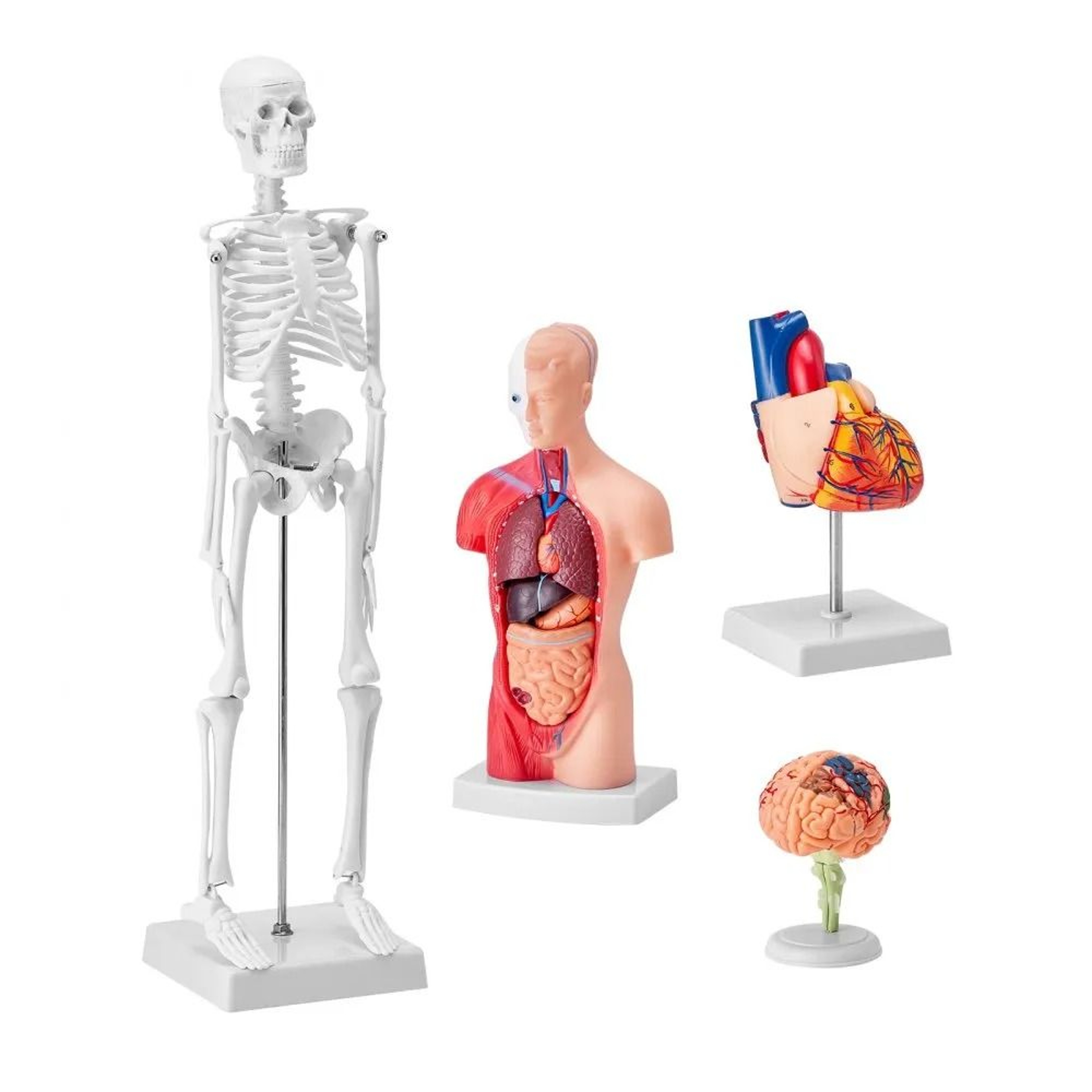 Human Anatomy Model Set With Brain Torso Heart And Skeleton 3D Educational Study Kit 7