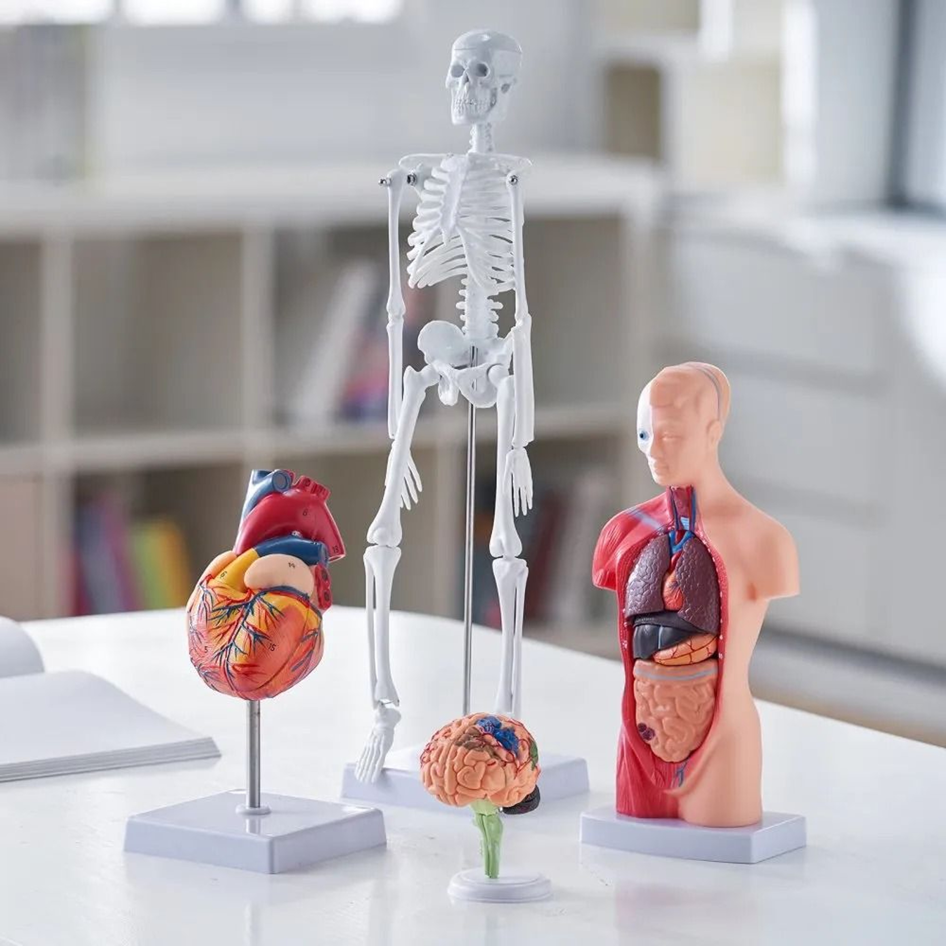 Human Anatomy Model Set With Brain Torso Heart And Skeleton 3D Educational Study Kit 6