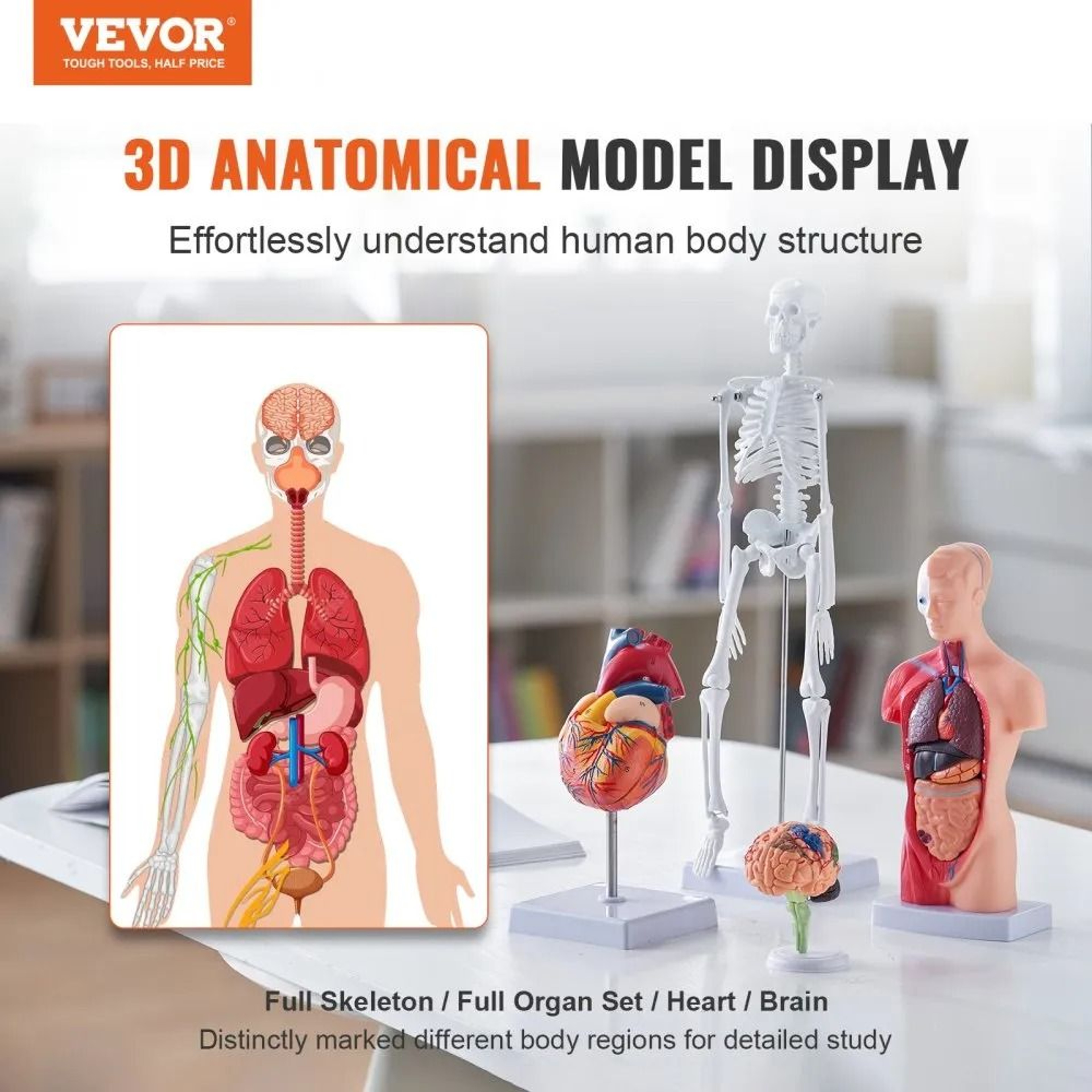 Human Anatomy Model Set With Brain Torso Heart And Skeleton 3D Educational Study Kit 2