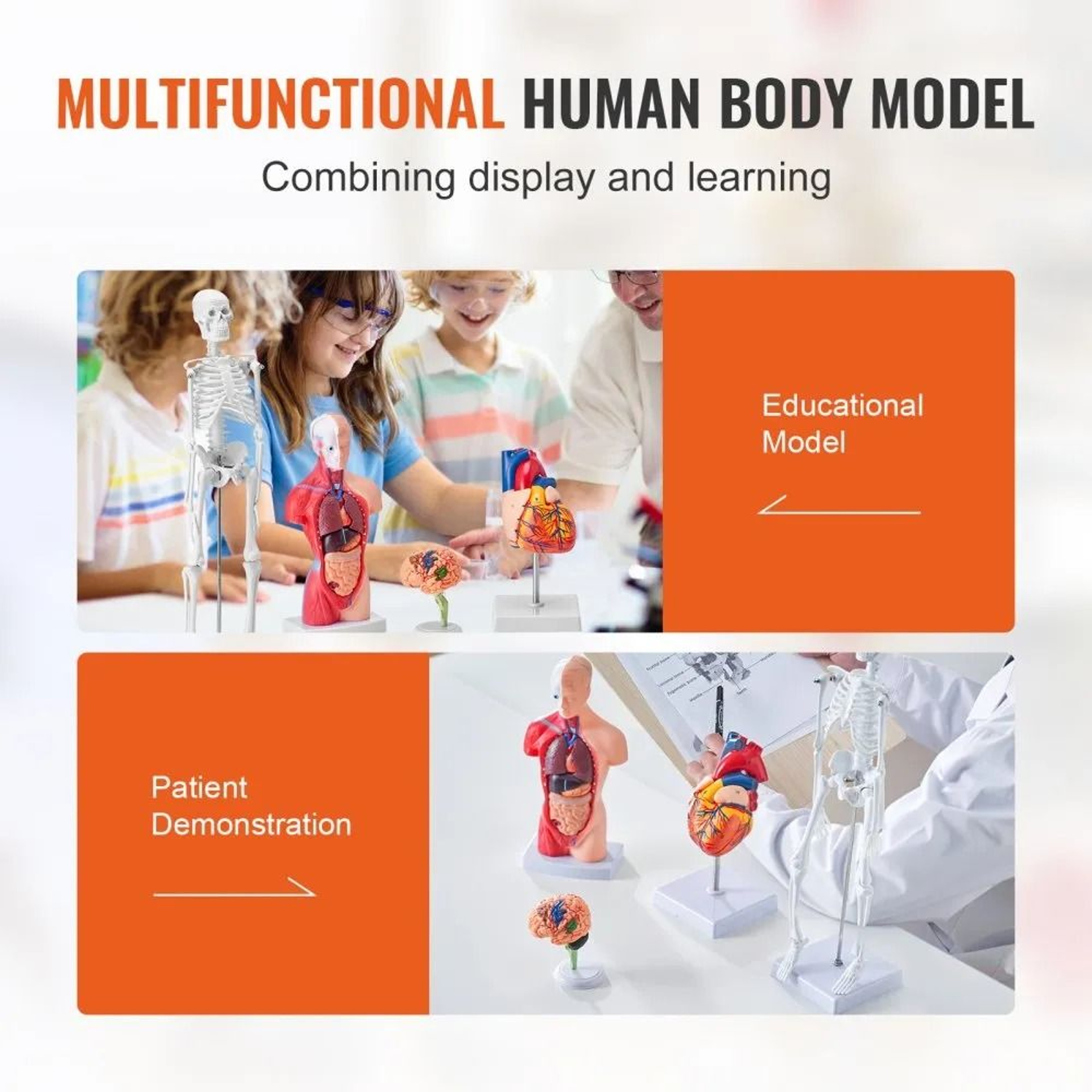 Human Anatomy Model Set With Brain Torso Heart And Skeleton 3D Educational Study Kit 3