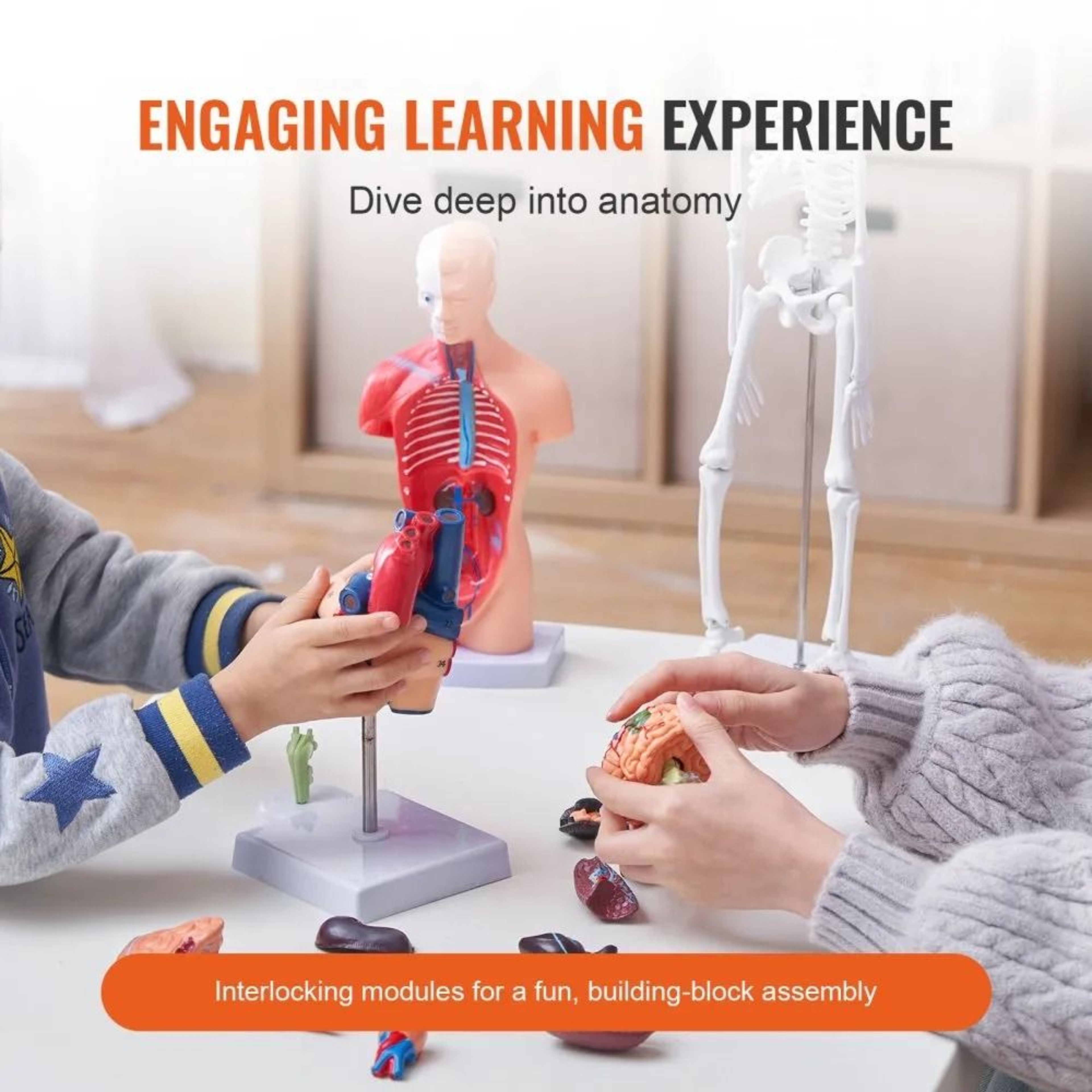 Human Anatomy Model Set With Brain Torso Heart And Skeleton 3D Educational Study Kit 1