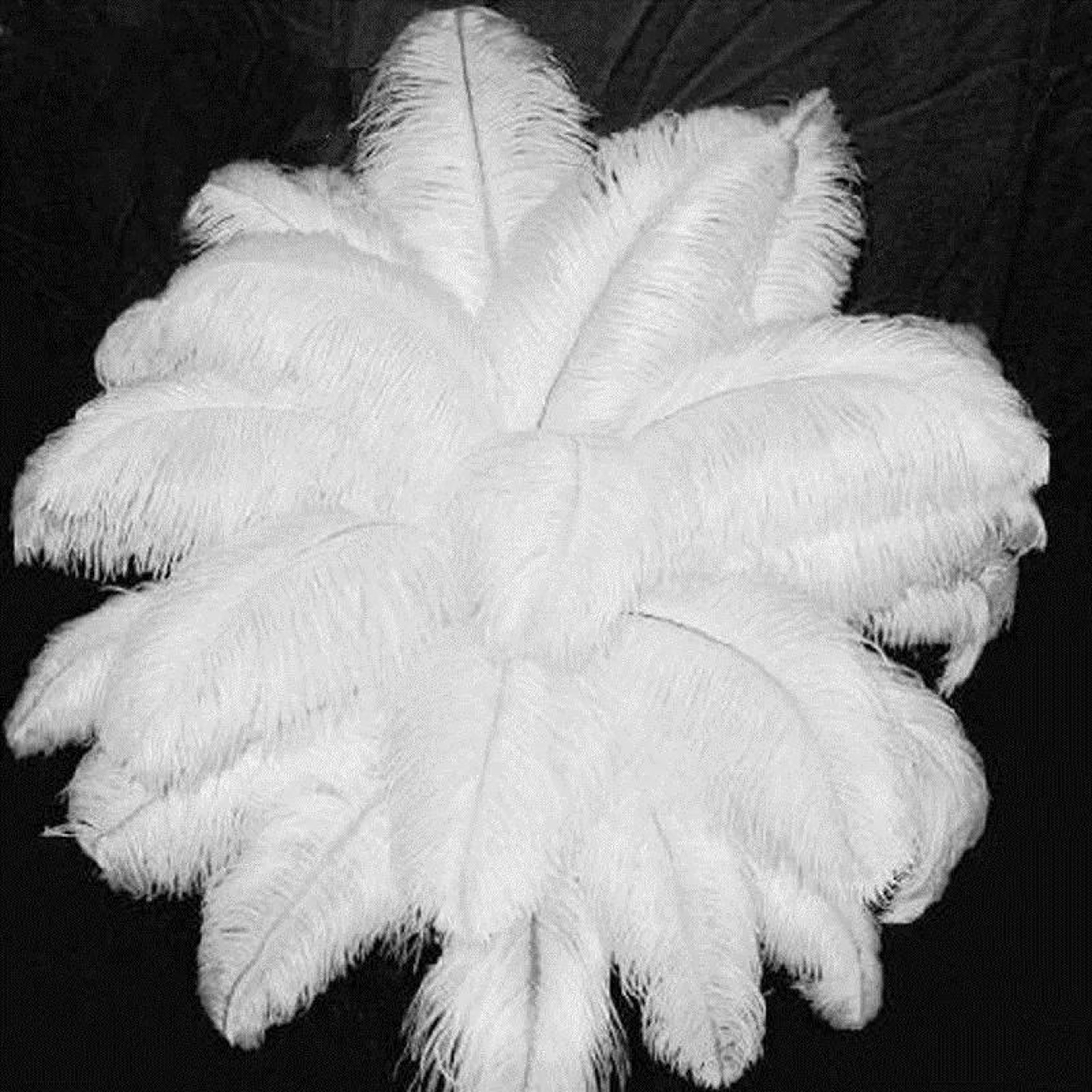 White Ostrich Feathers For Wedding Centerpieces And Party Decorations 2