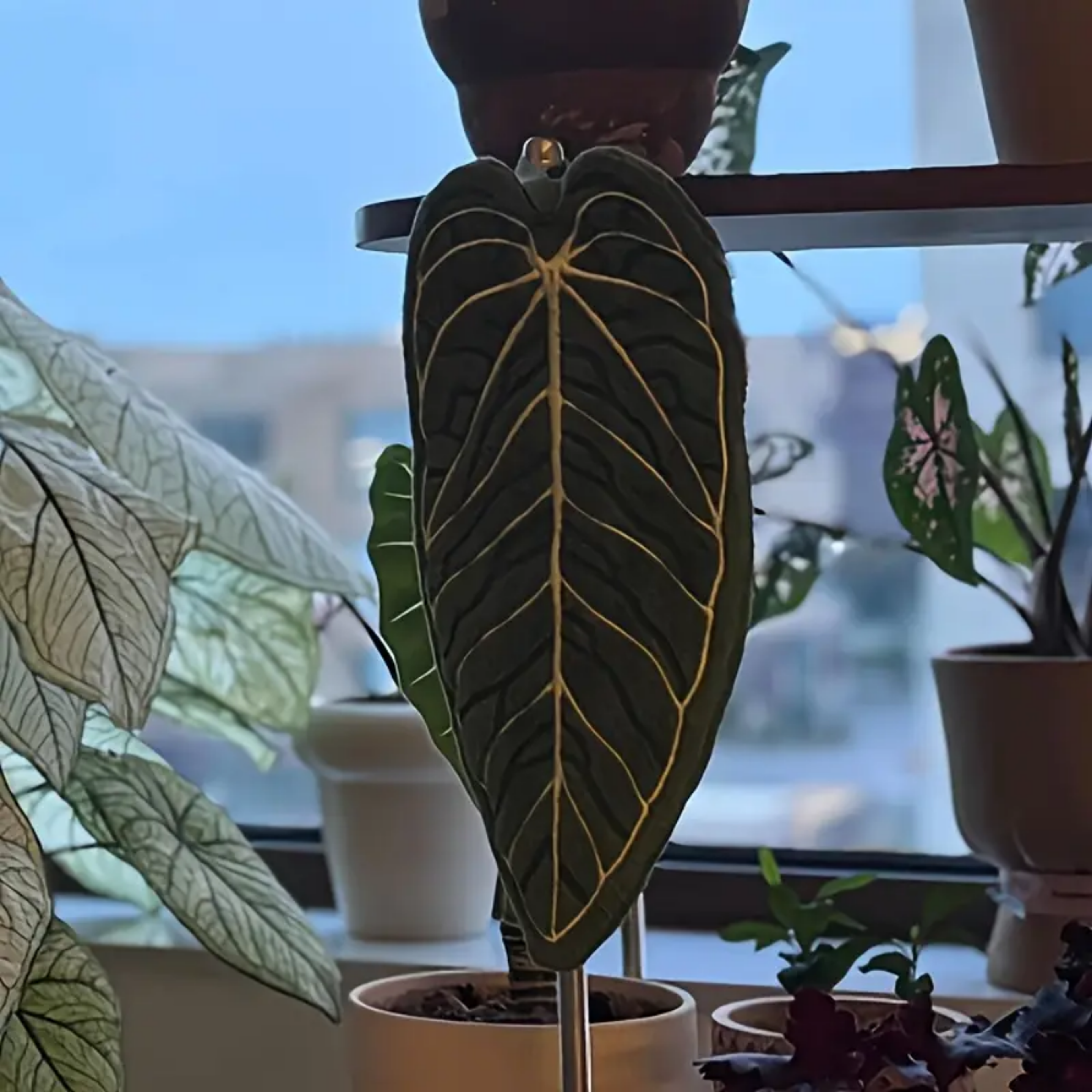 Tropical Leaf Quick Dry Absorbent Kitchen Towel 3