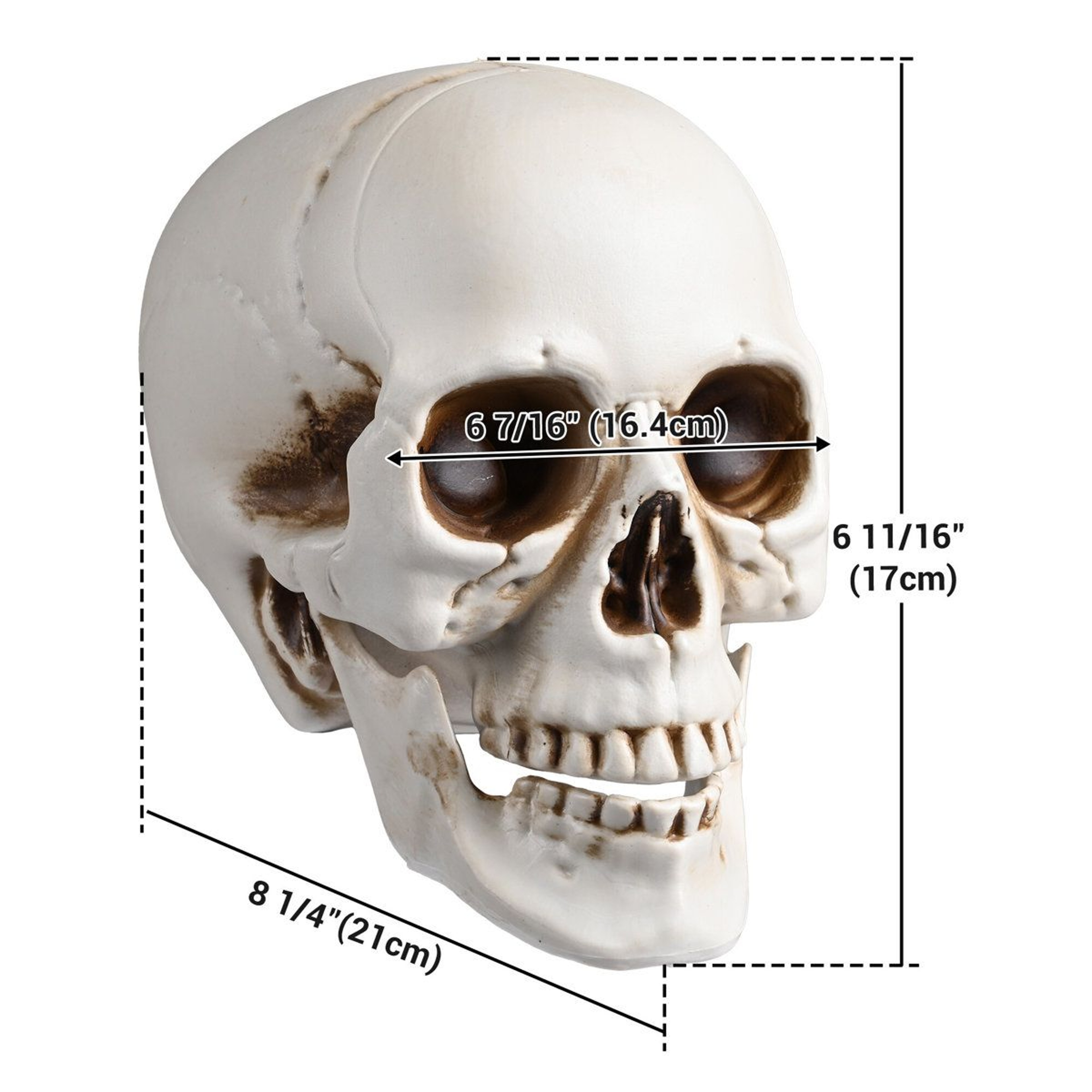 4 Piece Realistic Halloween Skull Decorations With Movable Jaws 6