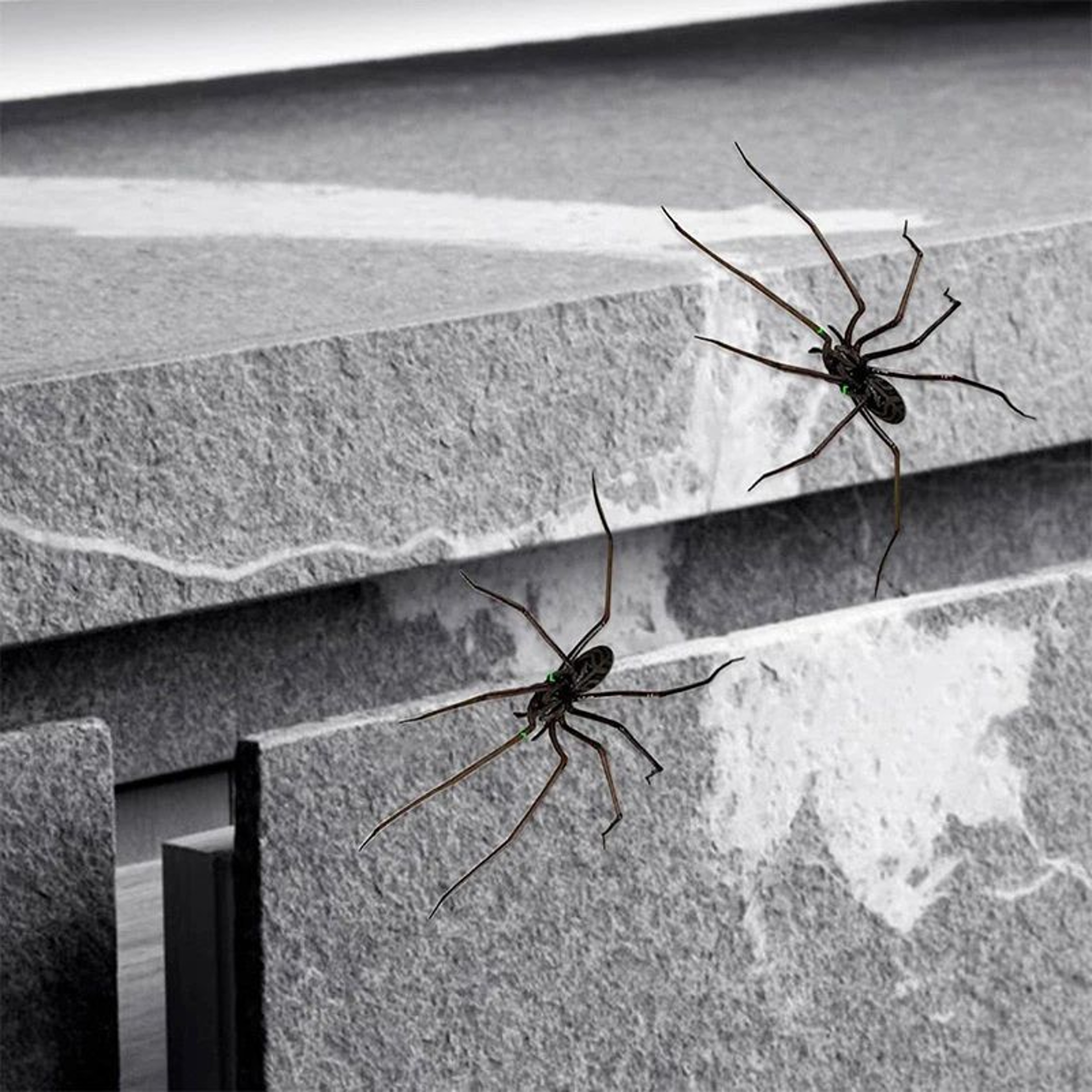 Realistic Spider Fridge Magnets  Fun Novelty Magnetic Home  Garage Decor 3