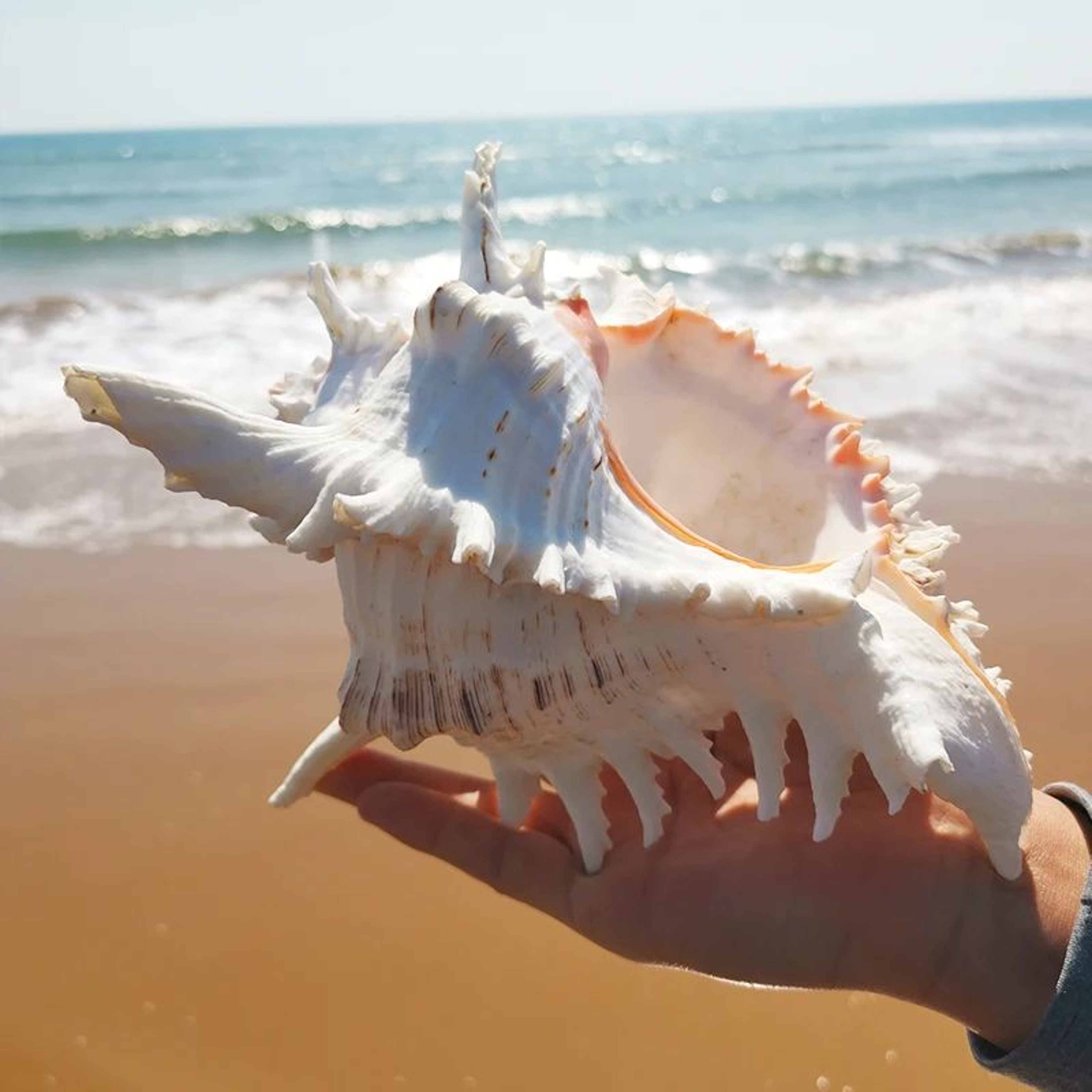 Large Natural Murex Ramosus Sea Shell  Real Ocean Conch Decor For Coastal Home  Wedding Display 1