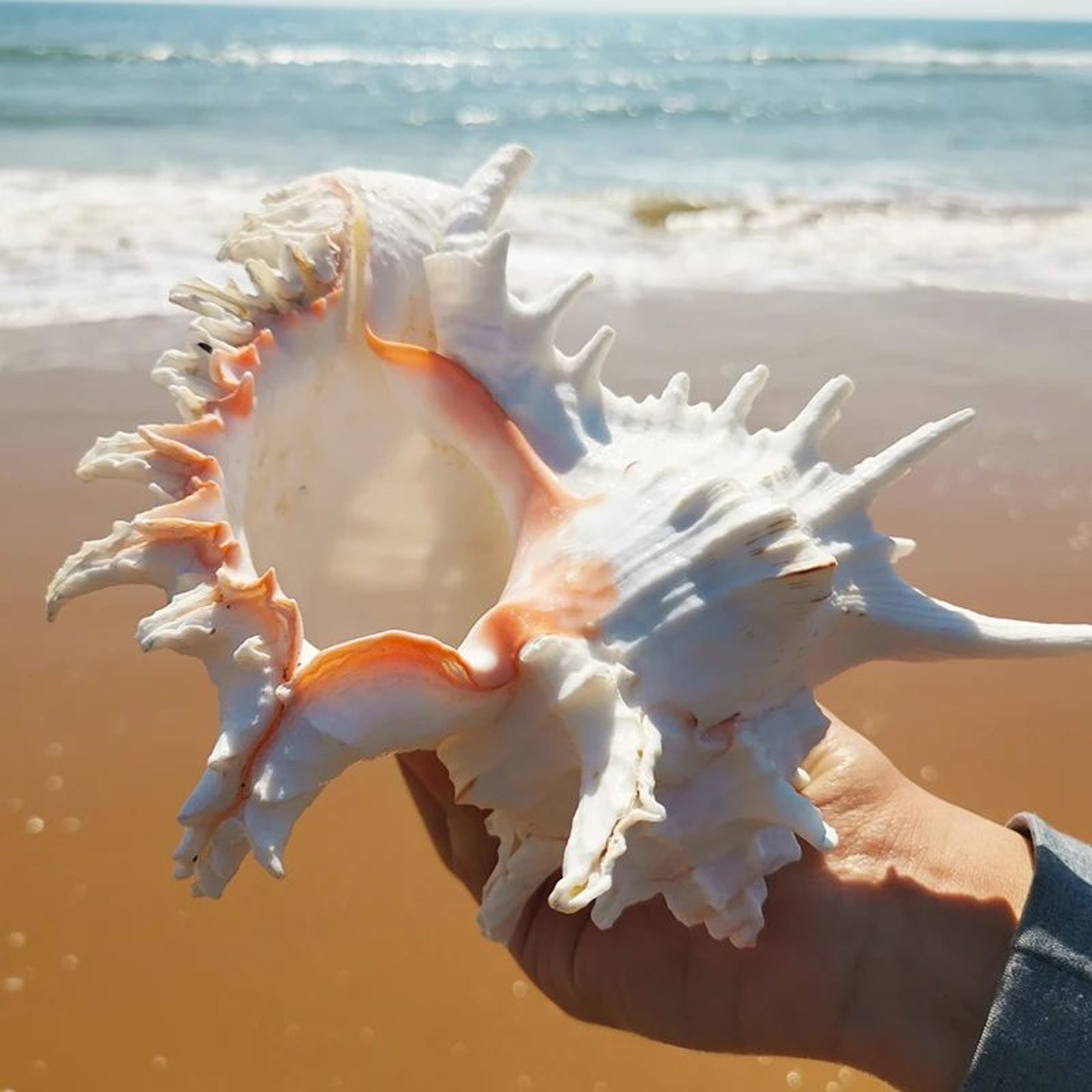 Large Natural Murex Ramosus Sea Shell  Real Ocean Conch Decor For Coastal Home  Wedding Display 2