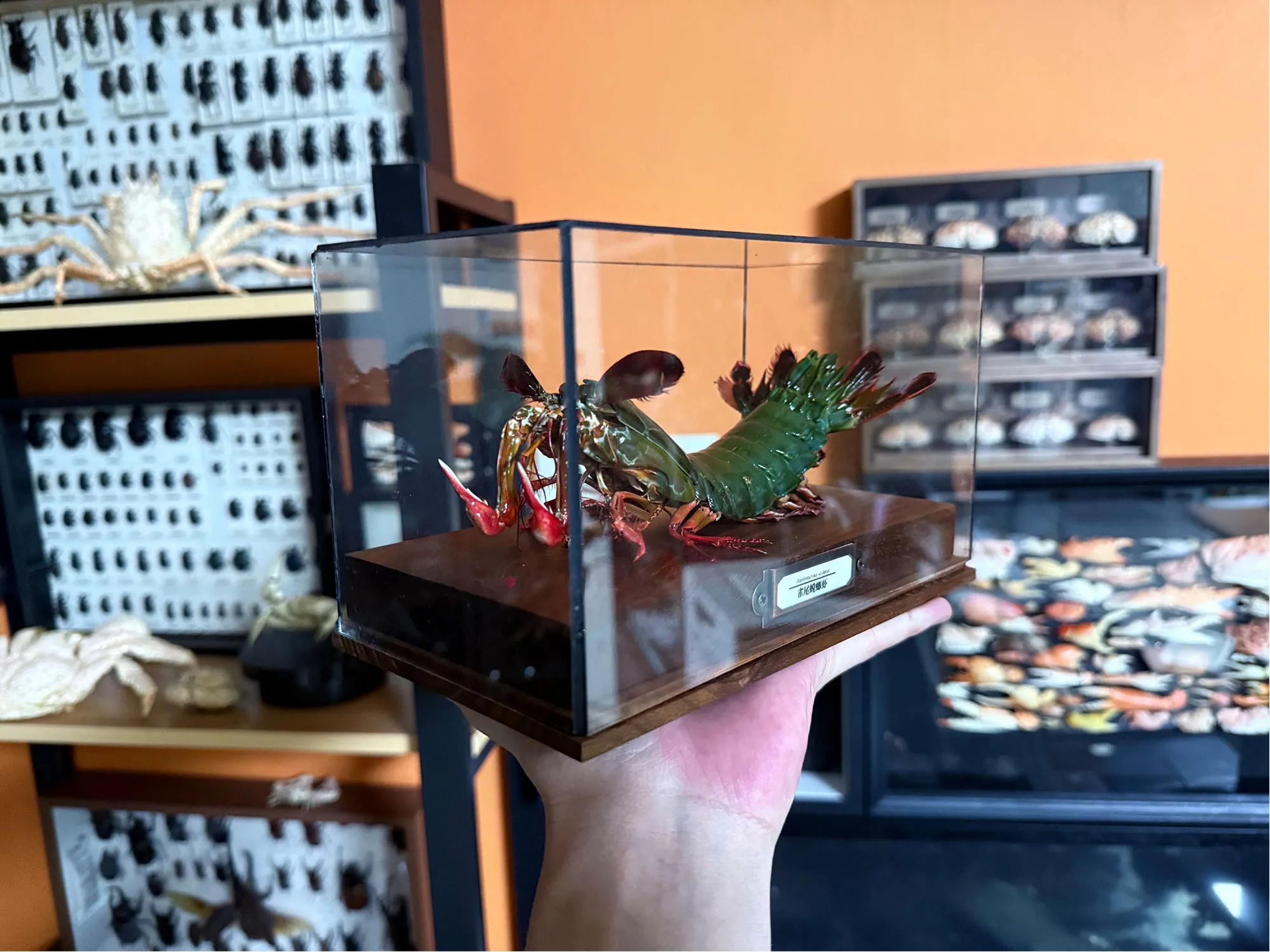 Real Crab Specimen Display  Handcrafted Preserved Crab Ornament For Collectors  Unique Home Decor 5