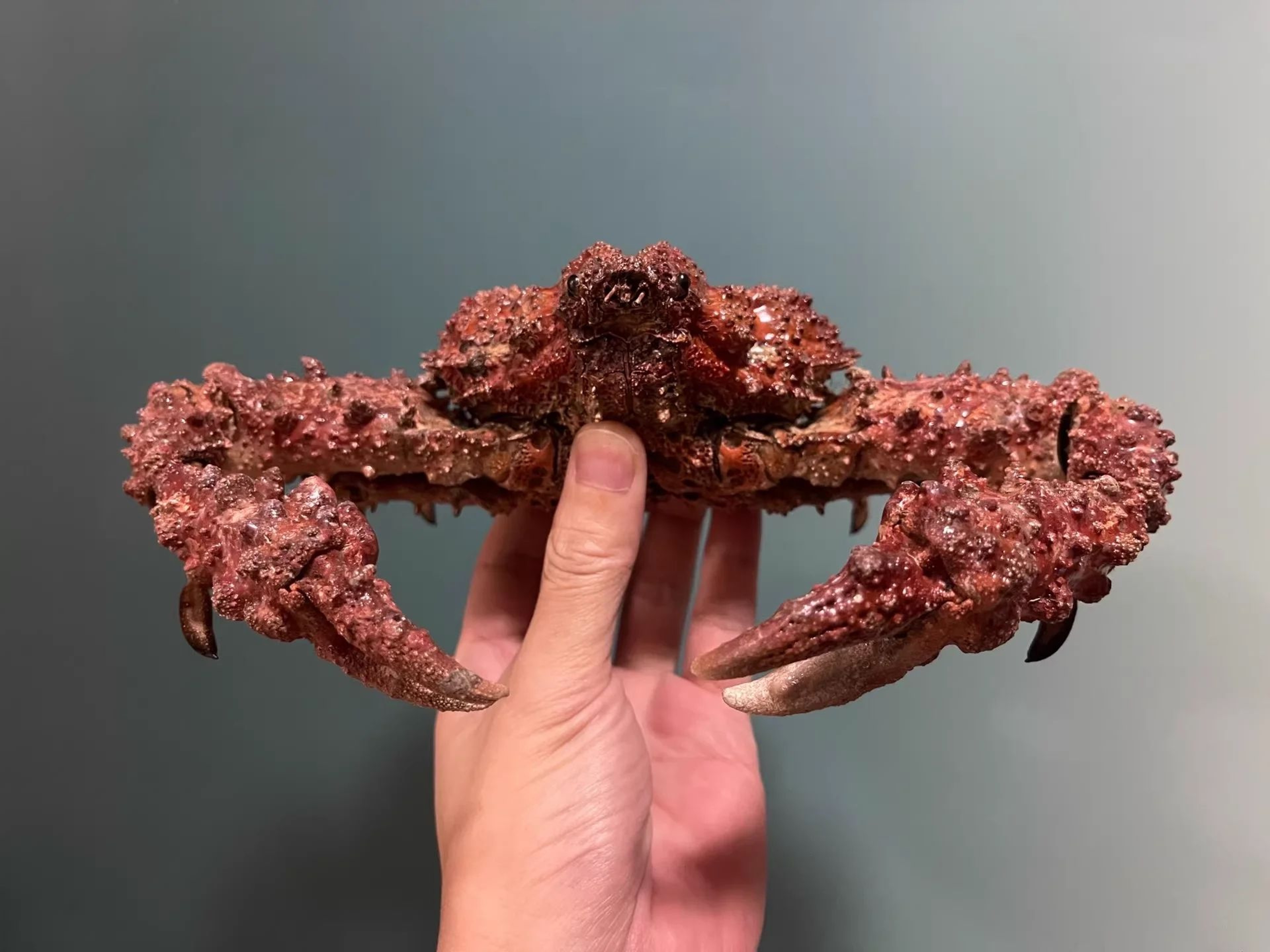 Real Crab Specimen Display  Handcrafted Preserved Crab Ornament For Collectors  Unique Home Decor 6